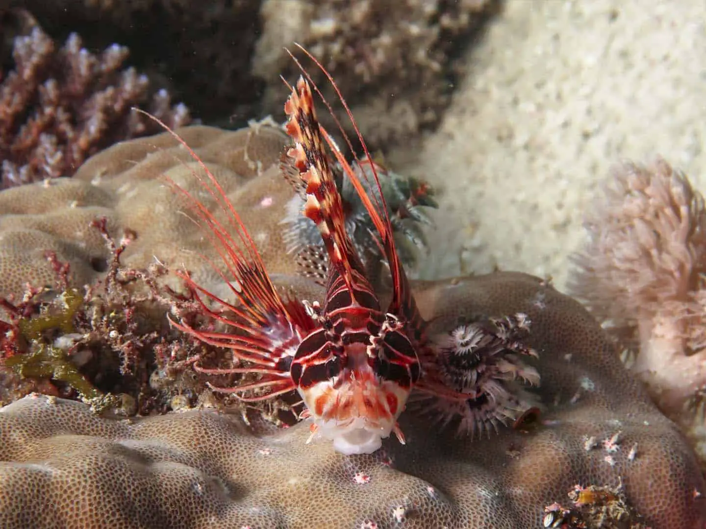 Lionfish on a coral in caluya, antique