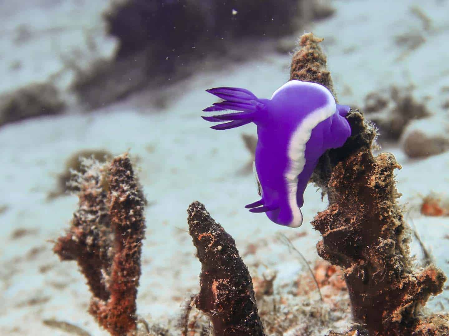 Purple nudibranch