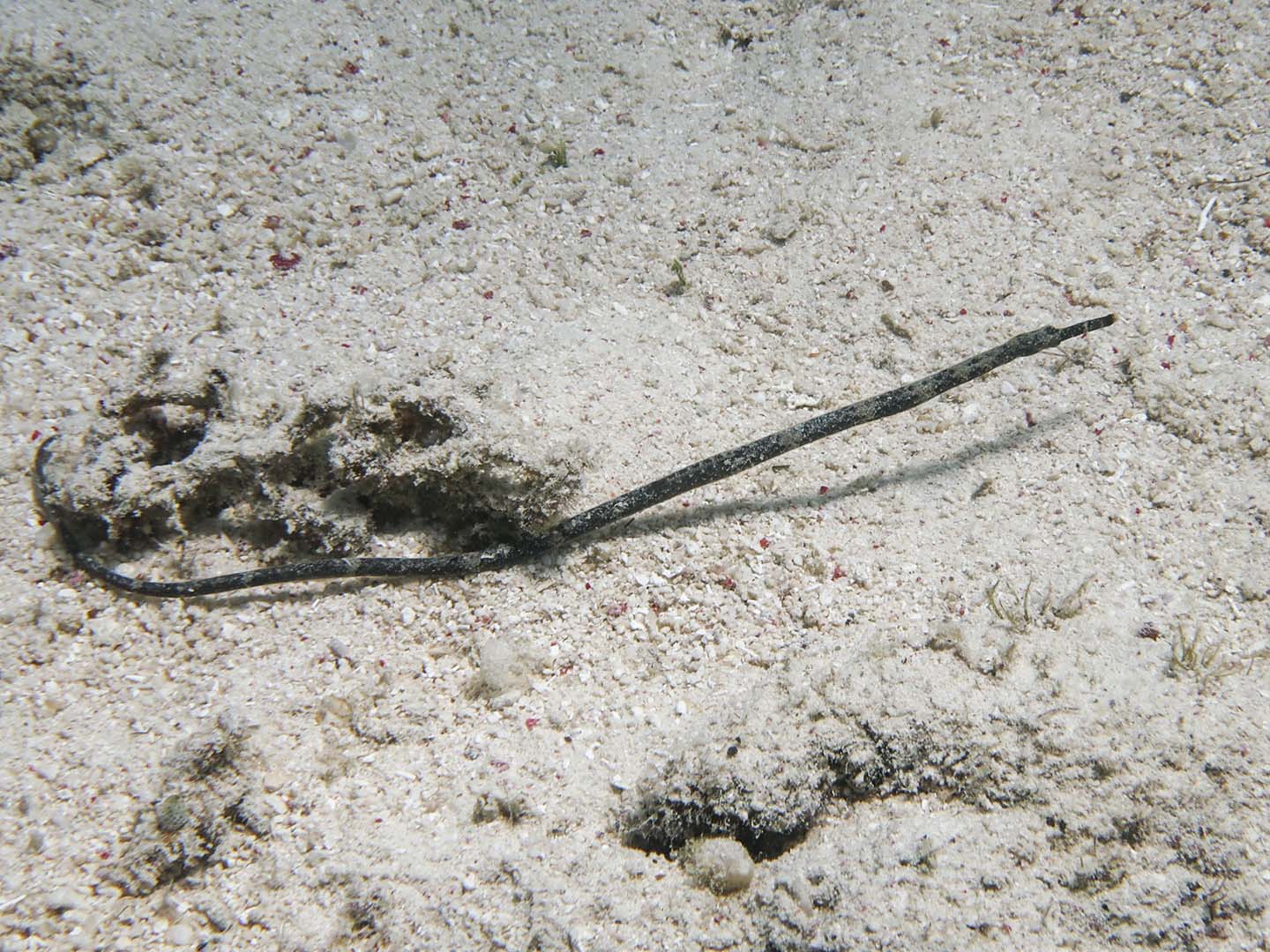 Pipe fish