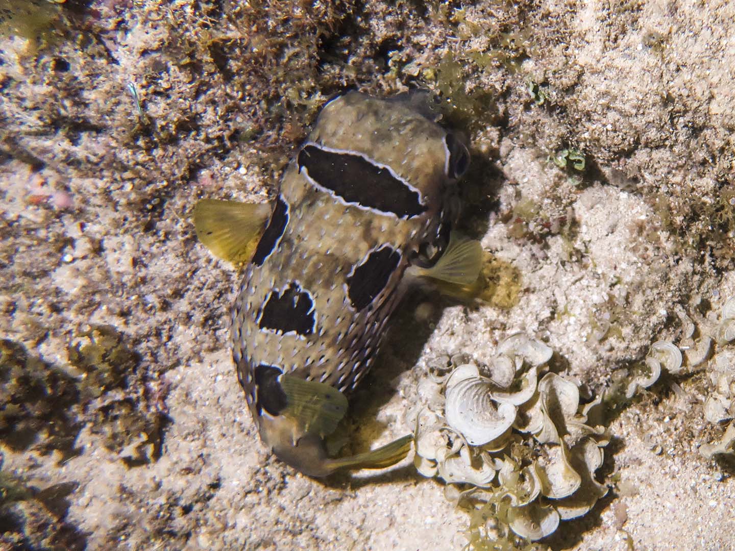 Porcupine fish