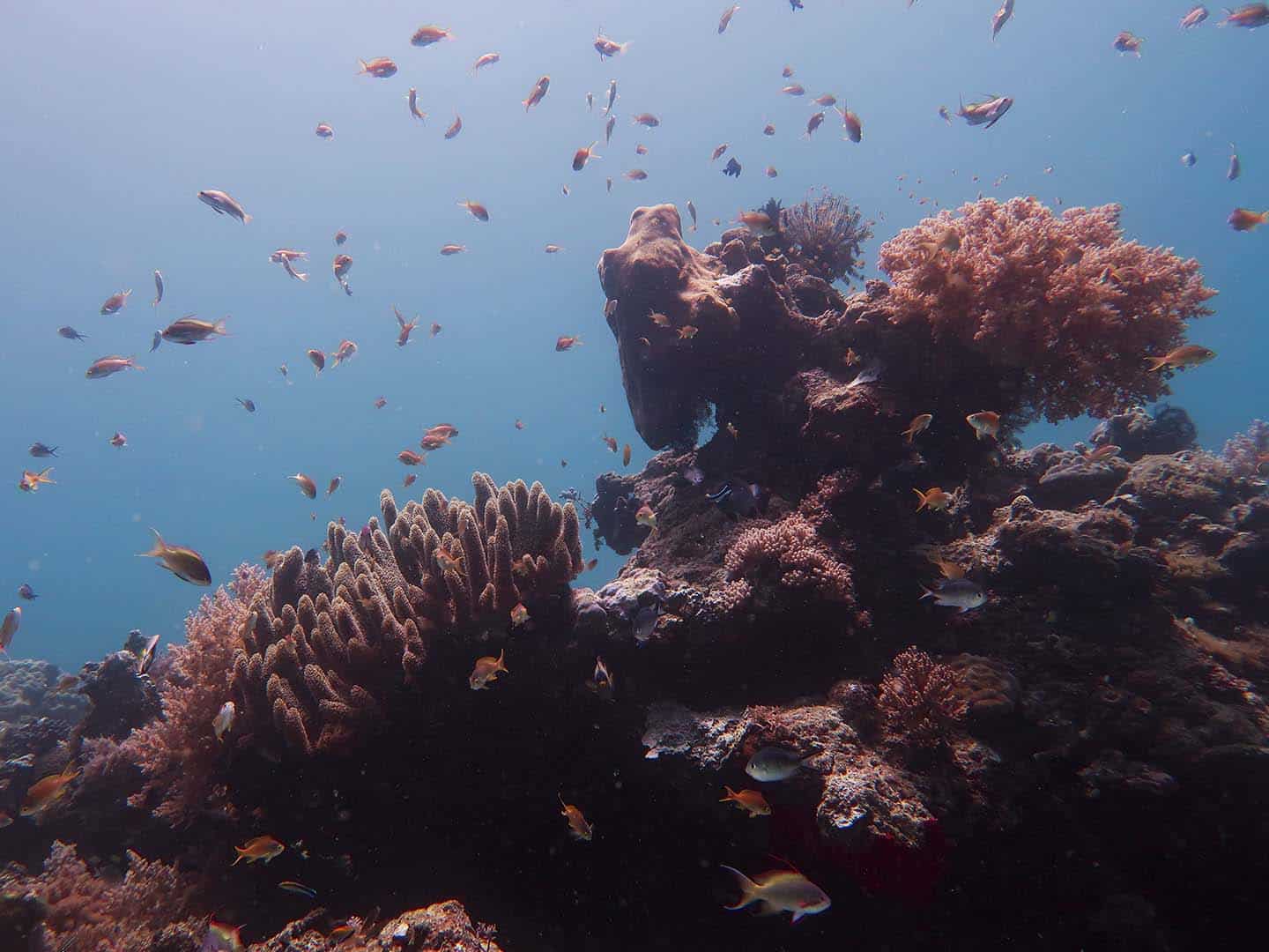 Beautiful reefscape in pigery dive site in Antique