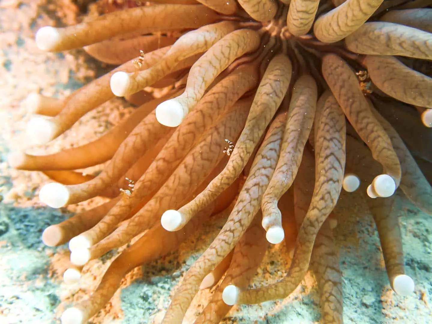 Sexy shrimp in anemone