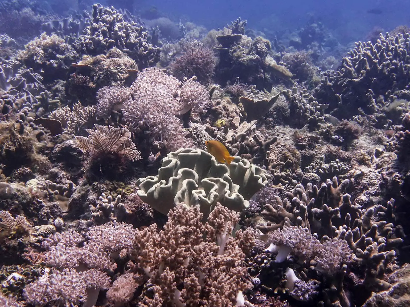 scuba diving in caluya antique- soft corals