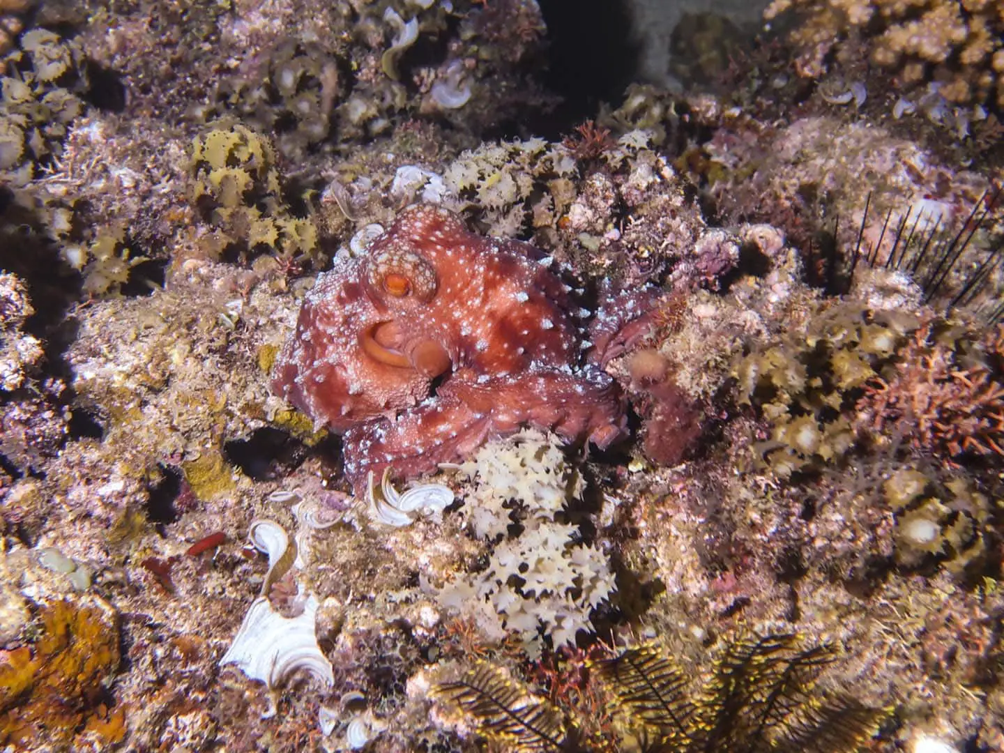 Starry night octopus camouflage on the reef