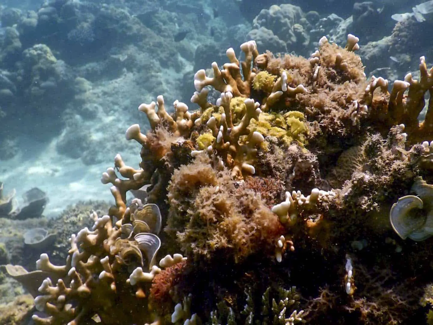 Beautiful coral formation on Mararison Island