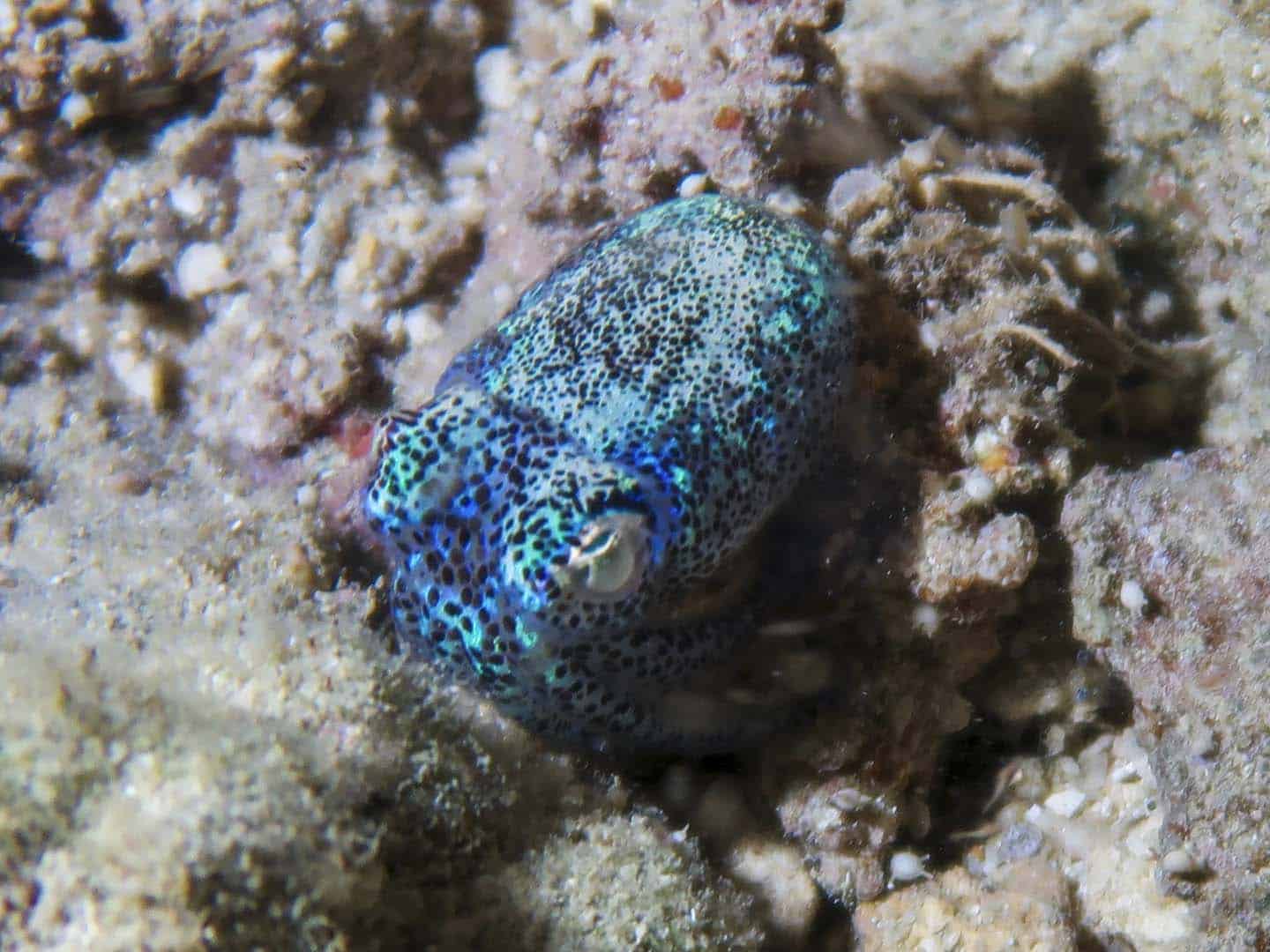 Bobtail squid in Caluya Island night scuba diving