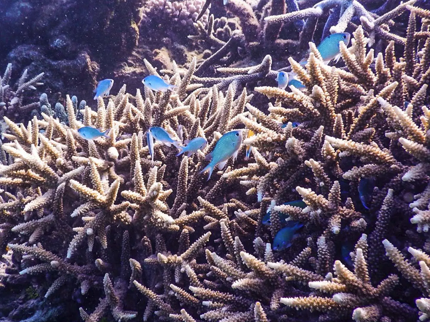Branching Corals at the Great Barrier Reef