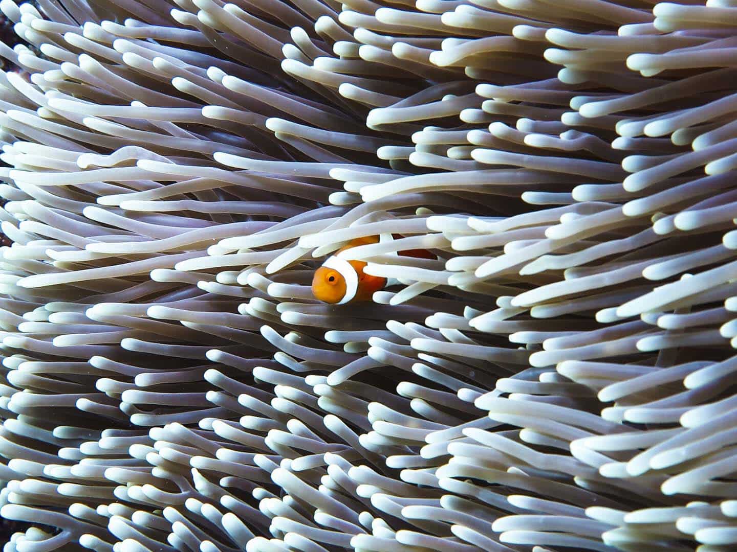 Found Nemo in the Great Barrier Reef