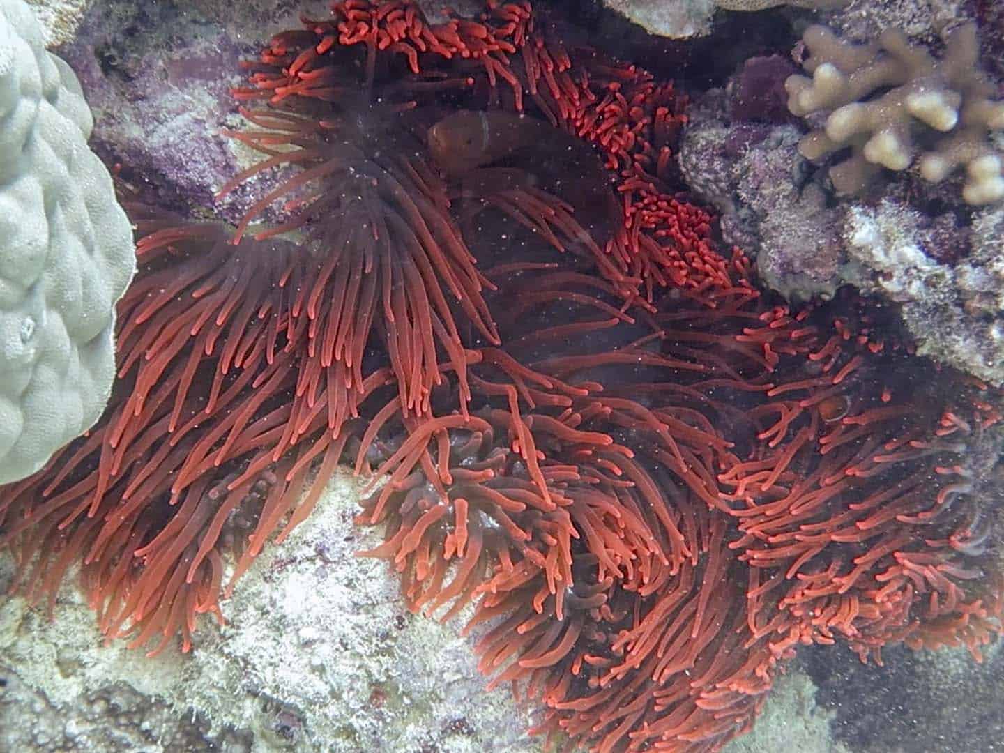 Red anemone and a red tomato anemonefish