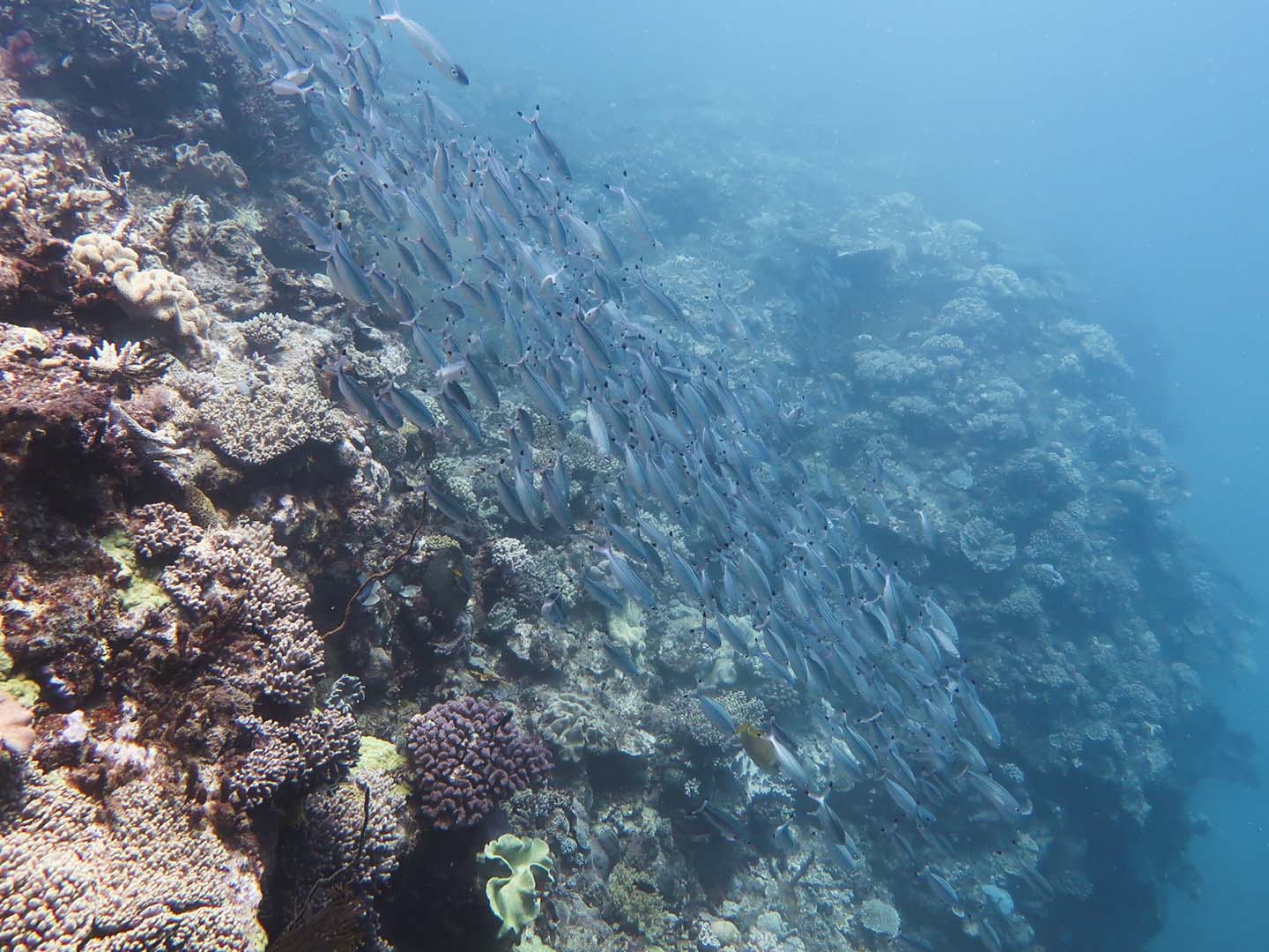 School of fish while scuba diving in the Great Barrier Reef