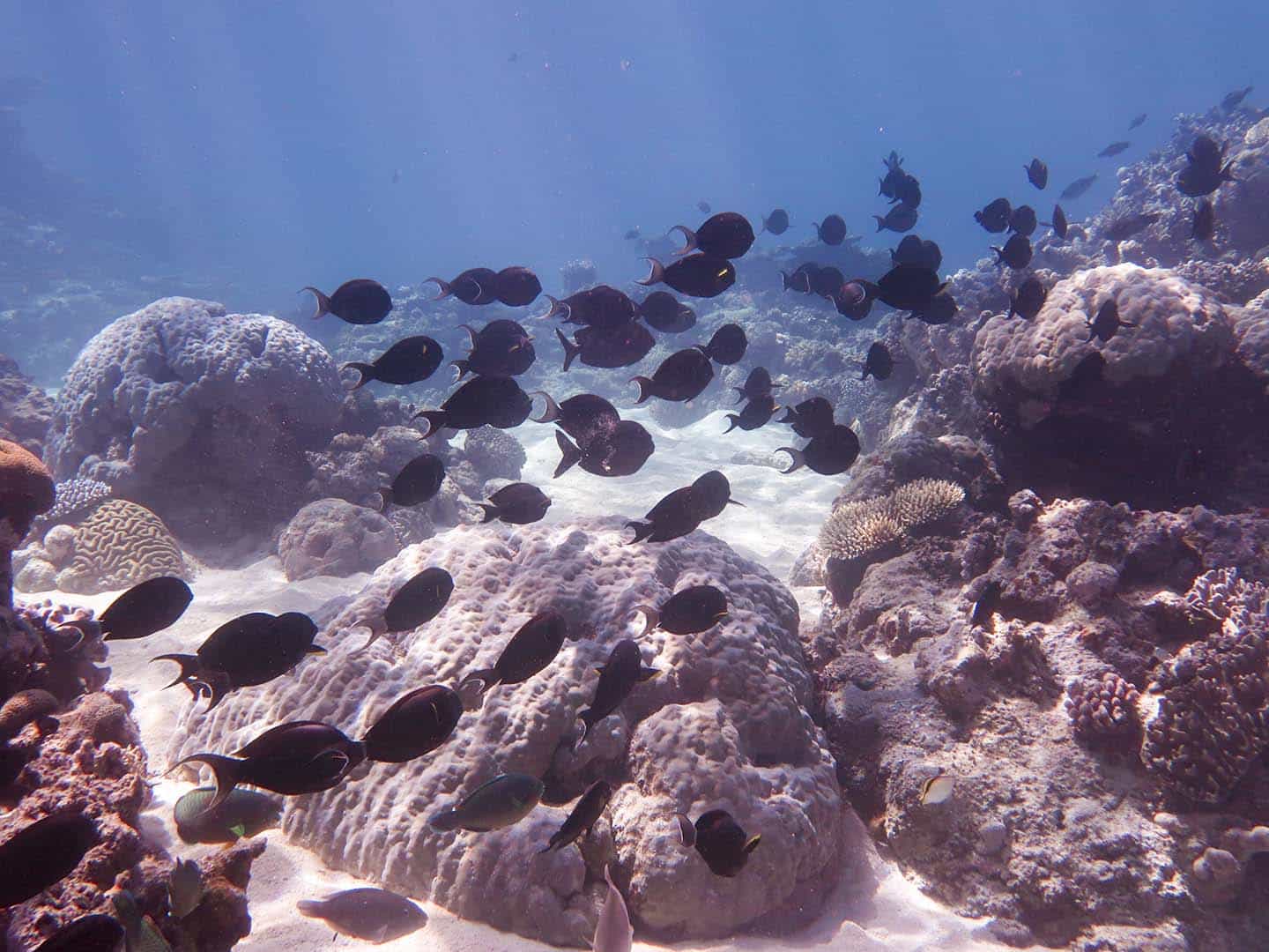 School of surgeonfishes