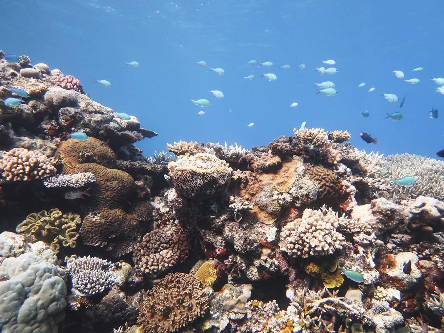 Scuba diving in the Great Barrier Reef