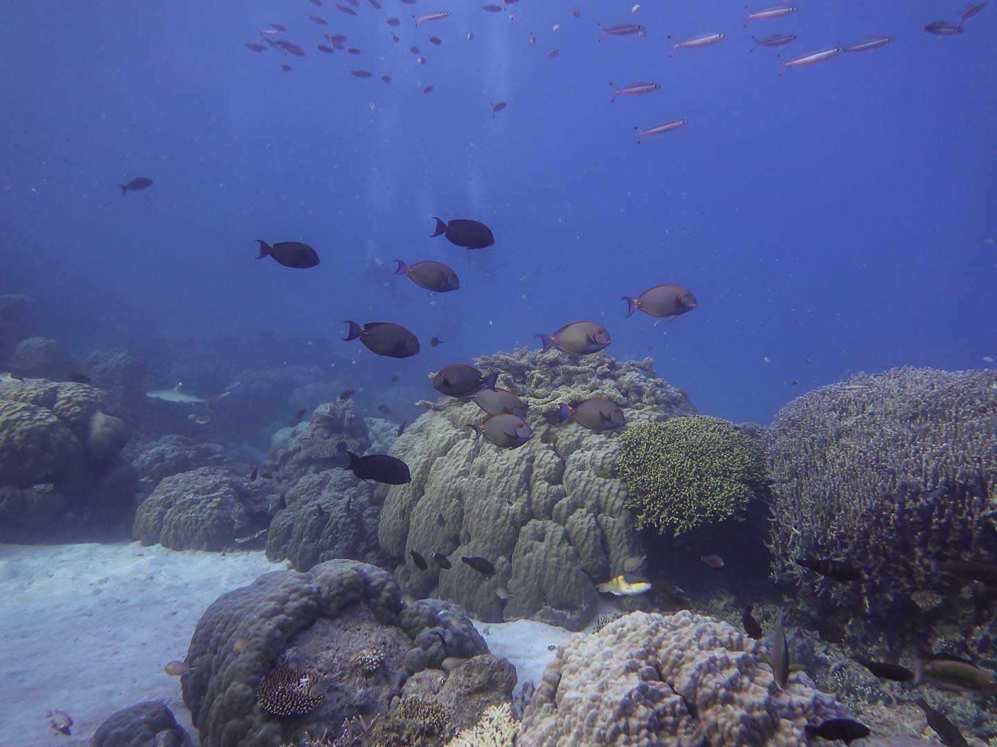 Scuba diving in the Great Barrier Reef