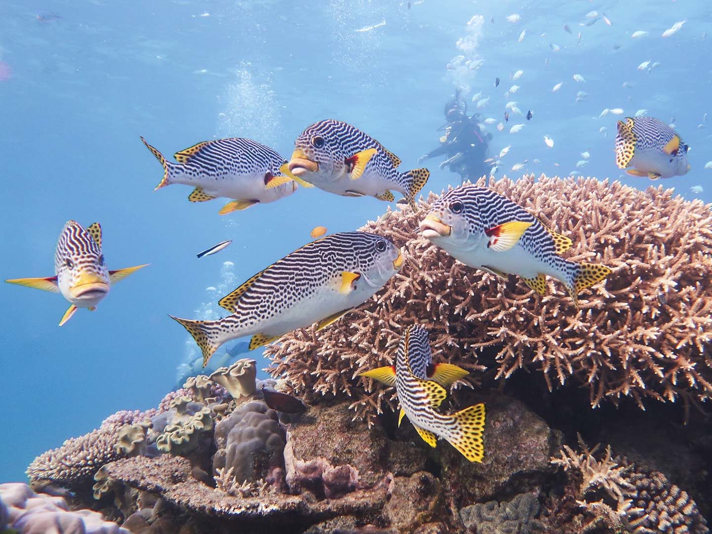 Diving in The Great Barrier Reef. Photo shot with a Canon G7X Mark II Underwater.