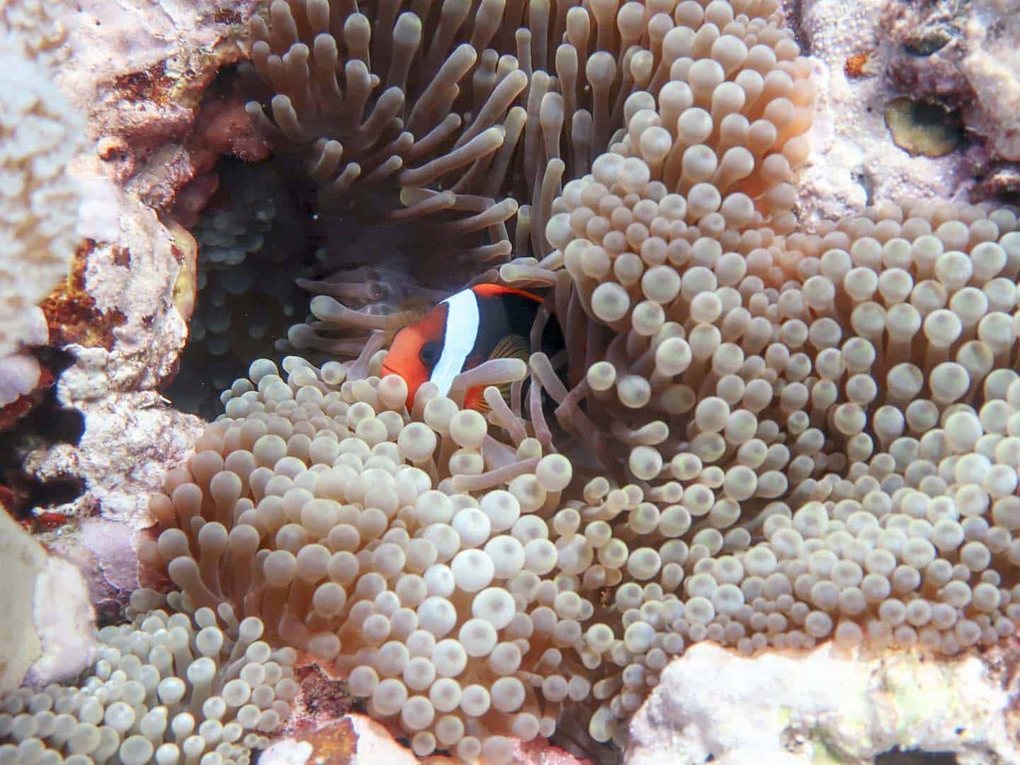 Anemonefish