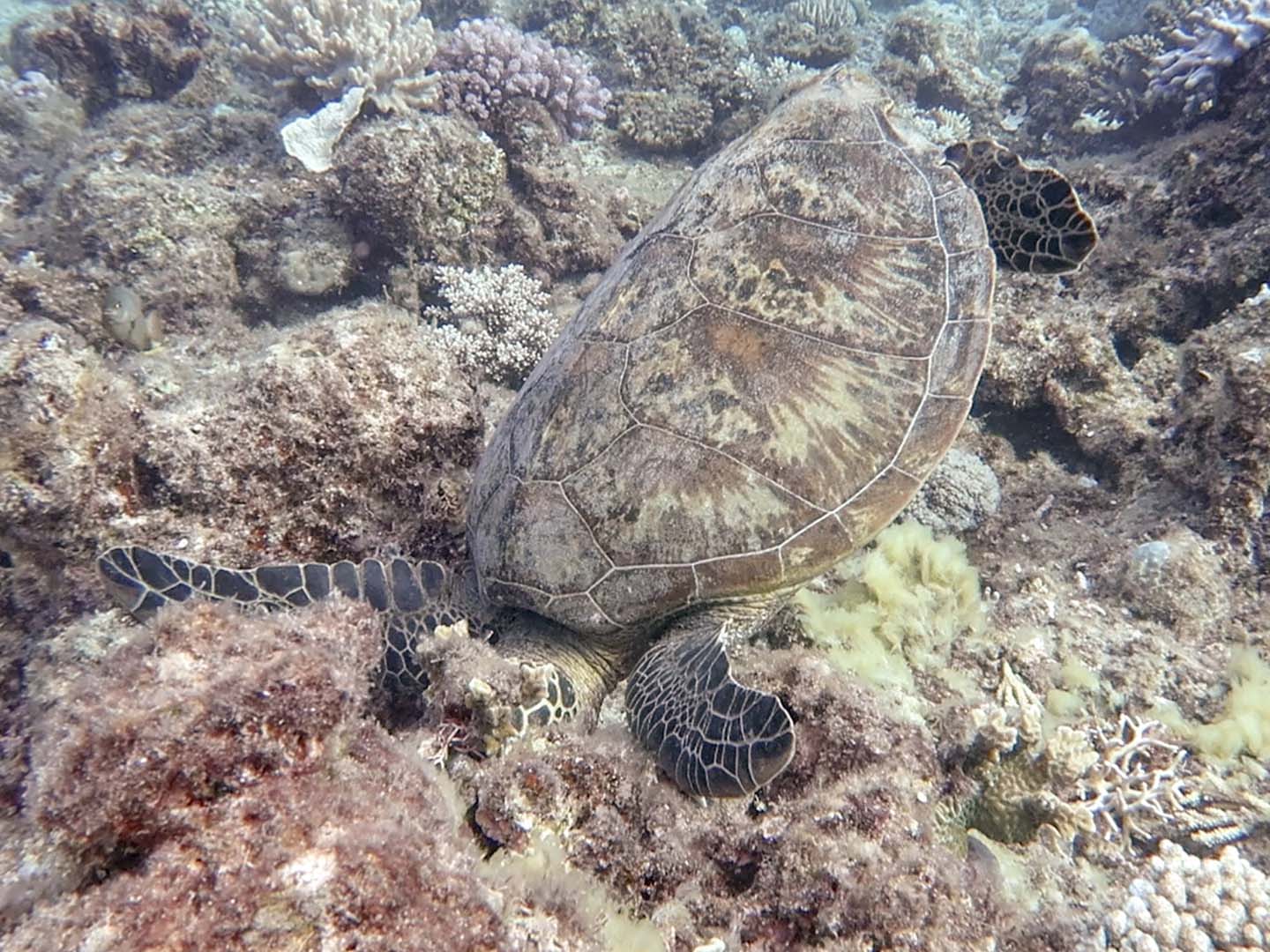 Turtle eating some algae