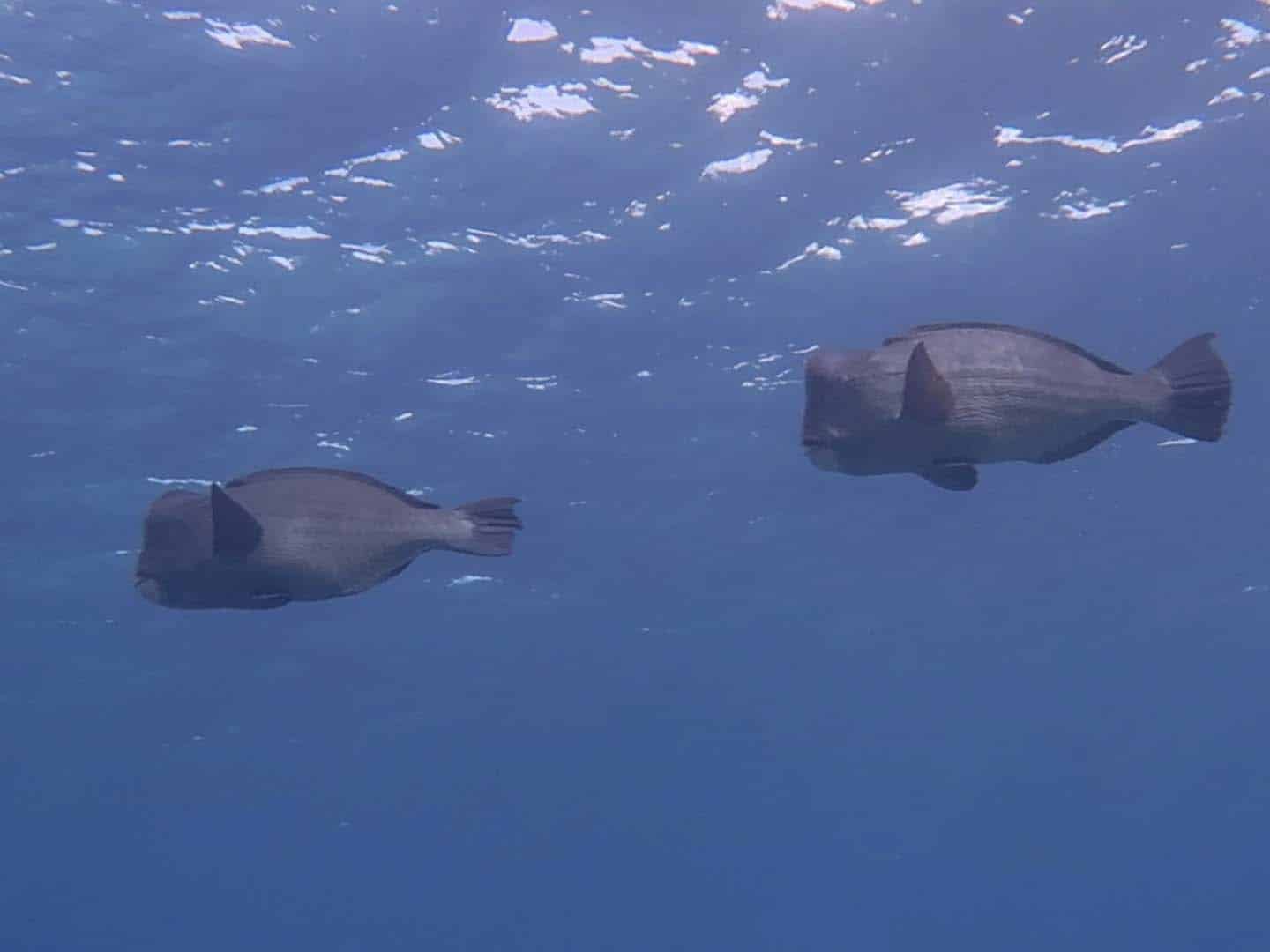 Bumphead Parrotfish in the Great Barrier Reef