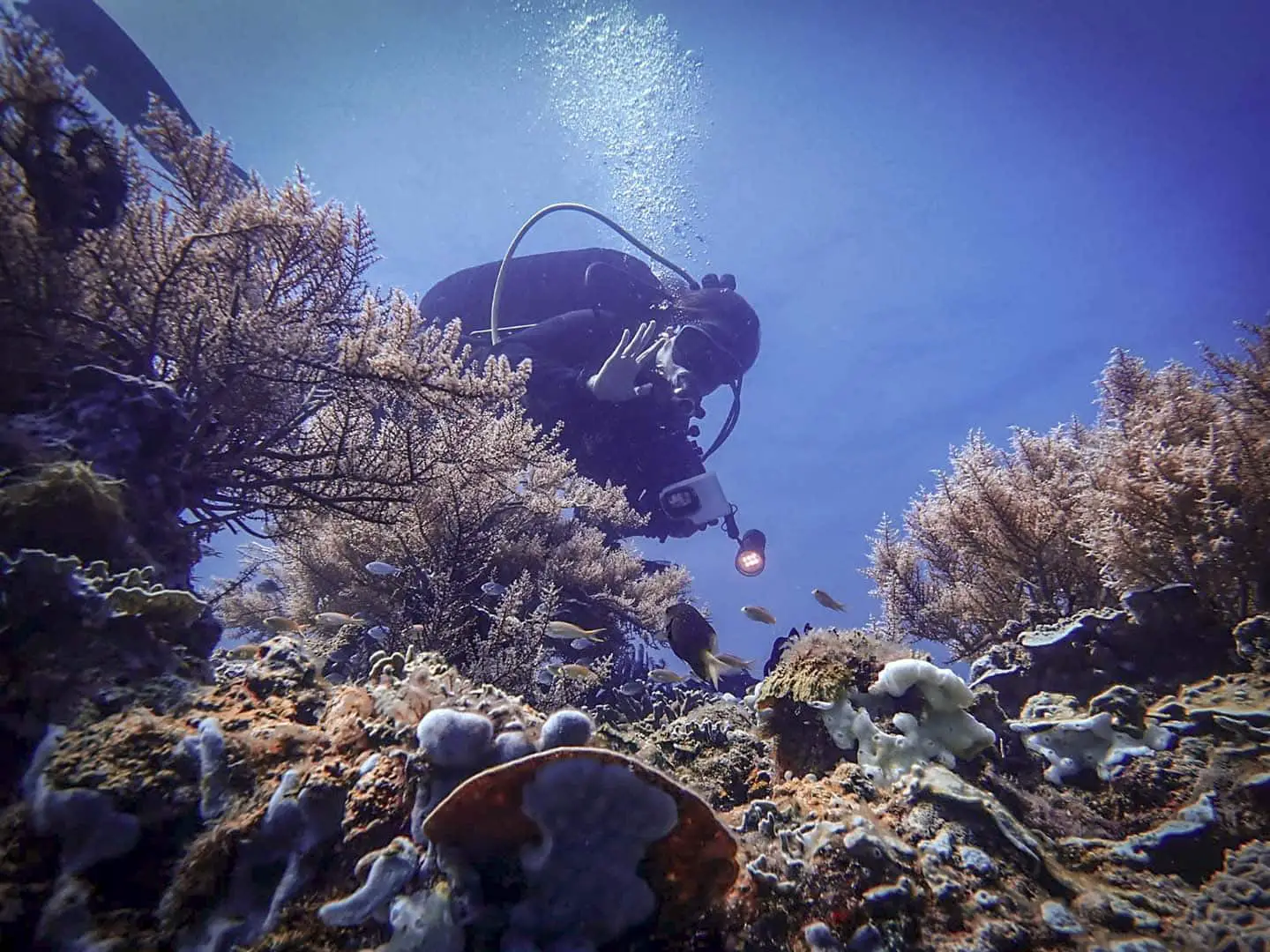 Philippines Scuba Diving Gear Packing List- Bring your underwater camera