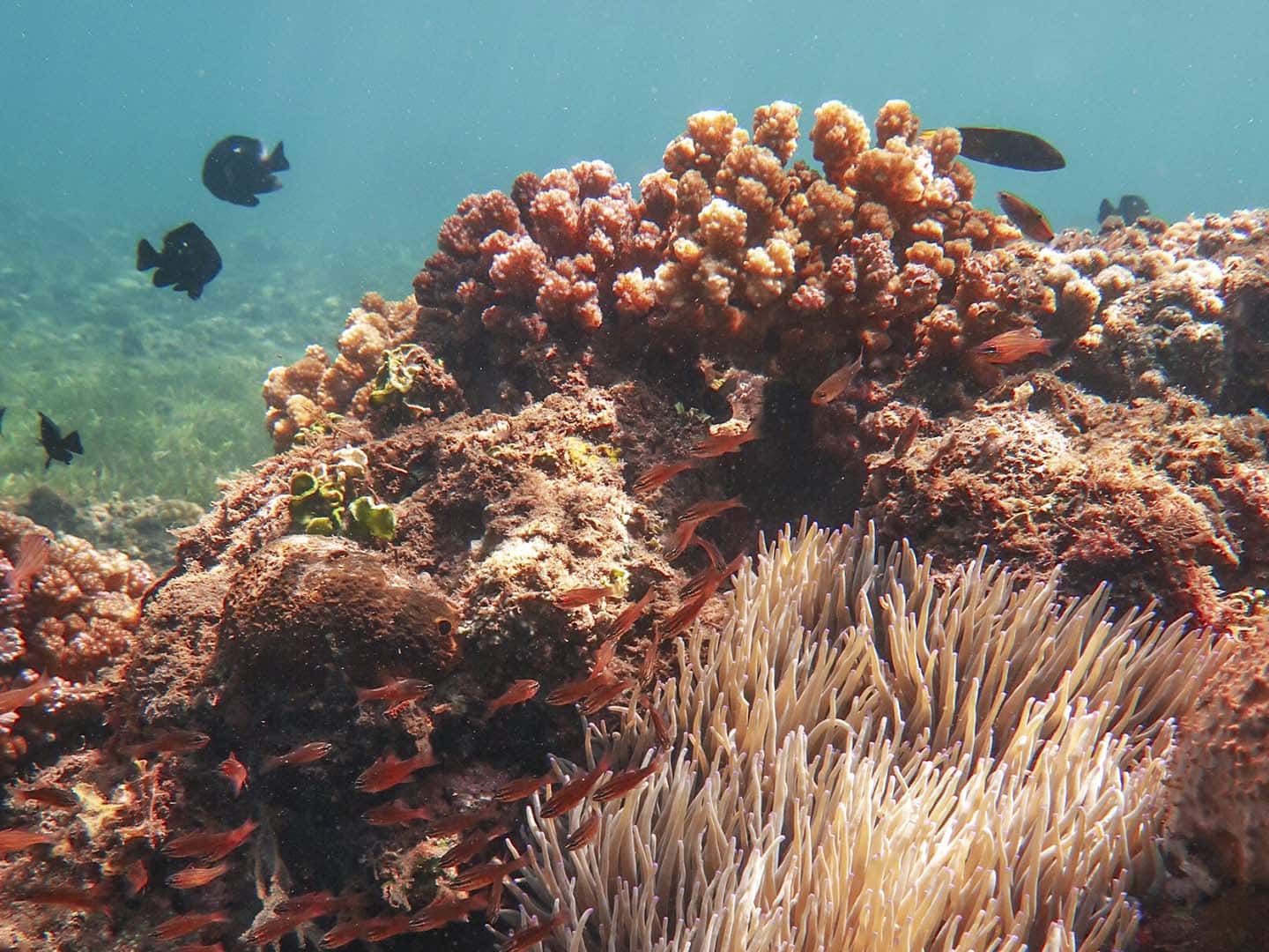 Dauin Marine Protected Areas with corals and colorful fish!