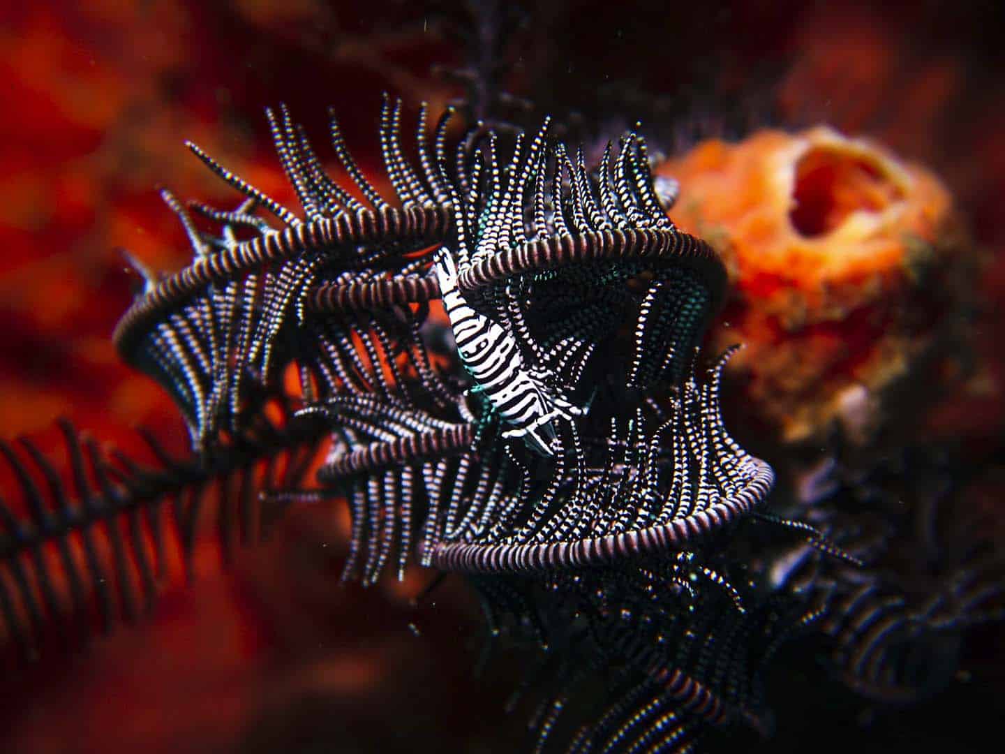 Black and White crinoid shrimp while scuba diving in Dauin