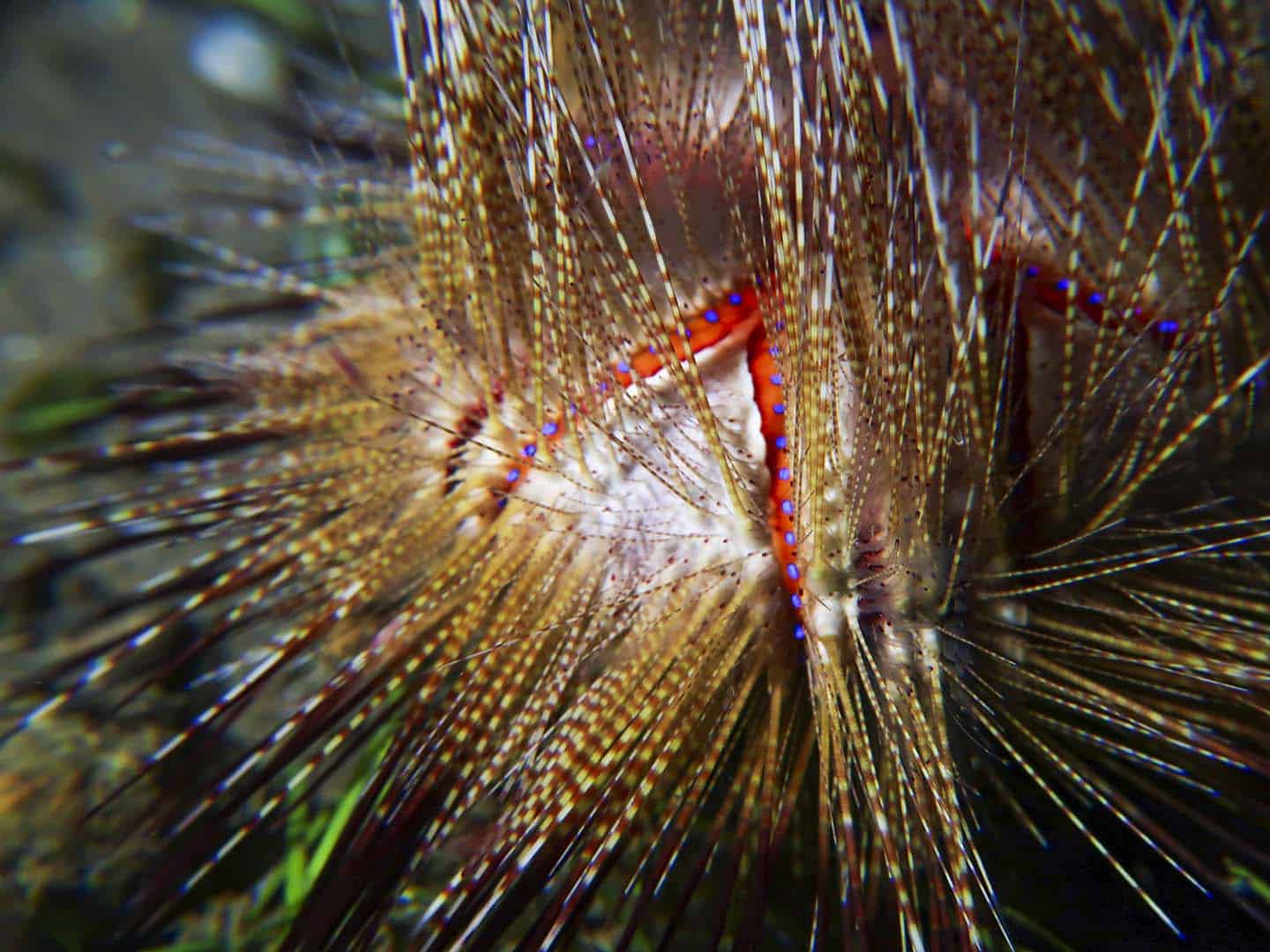 Astropyga radiata commonly known as fire urchin in Dauin