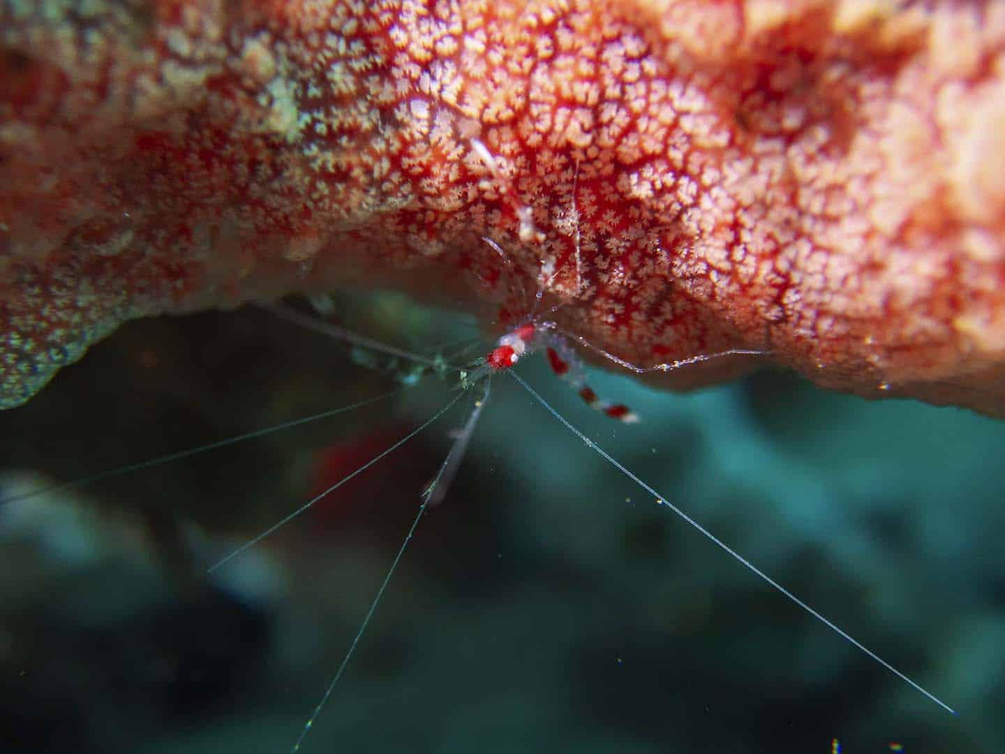 A baby Coral banded Shrimp