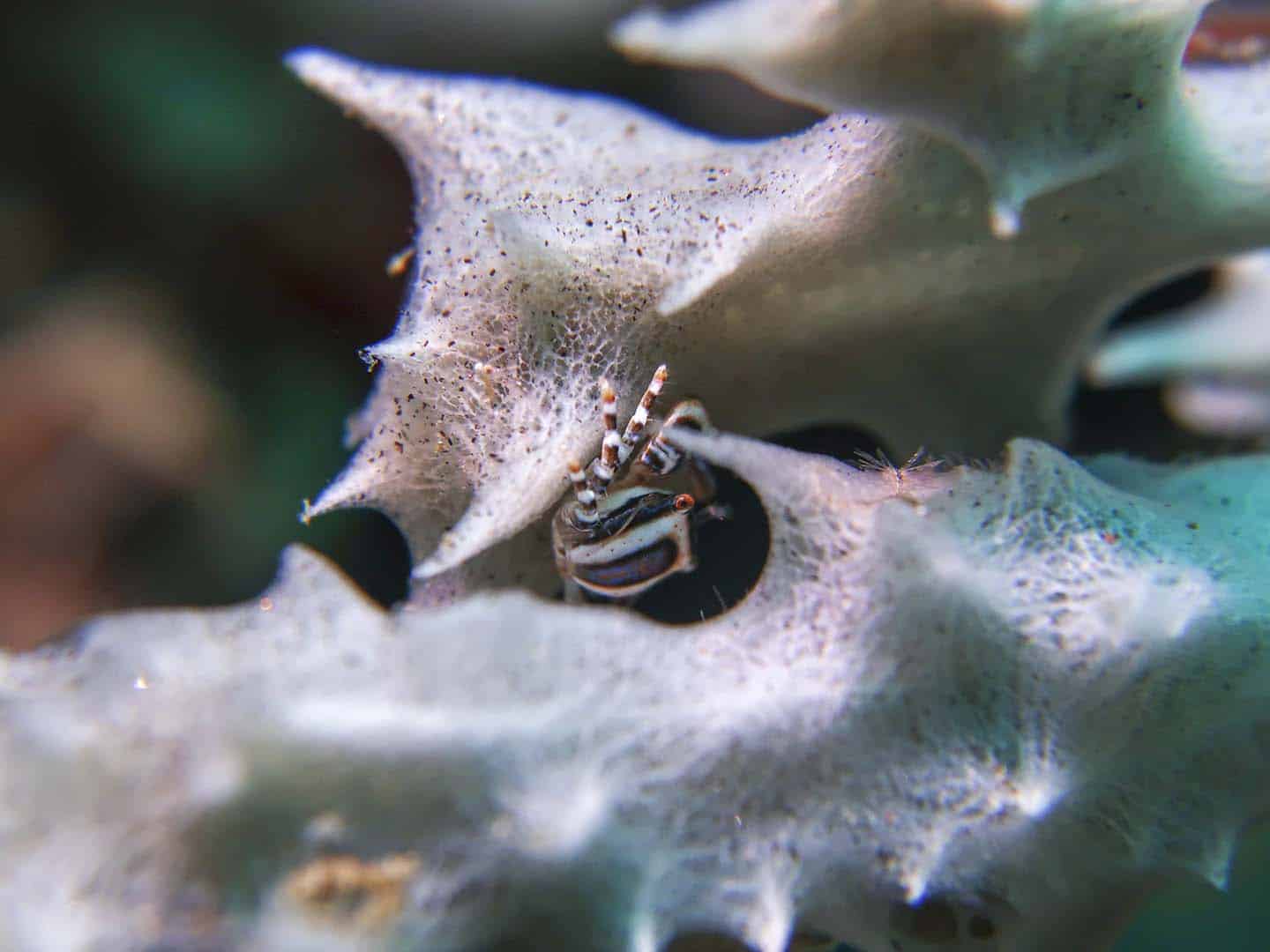 A tiny crab hides between a sea sponge found while scuba diving in Dauin 