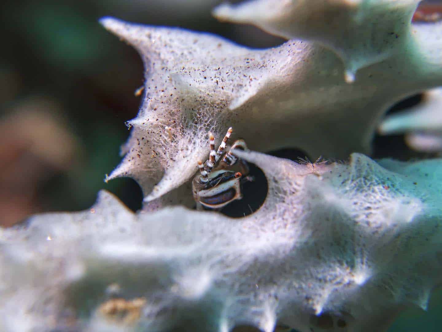 A tiny crab hides between a sea sponge found while scuba diving in Dauin