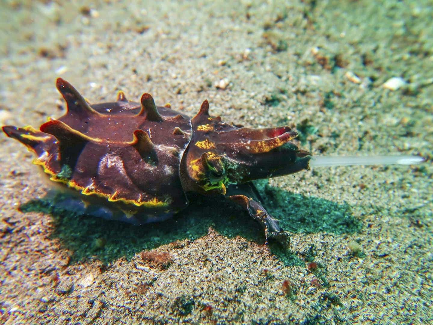 Flamboyant cuttlefish hunting for food in San Miguel dive site in Dauin, Negros Oriental