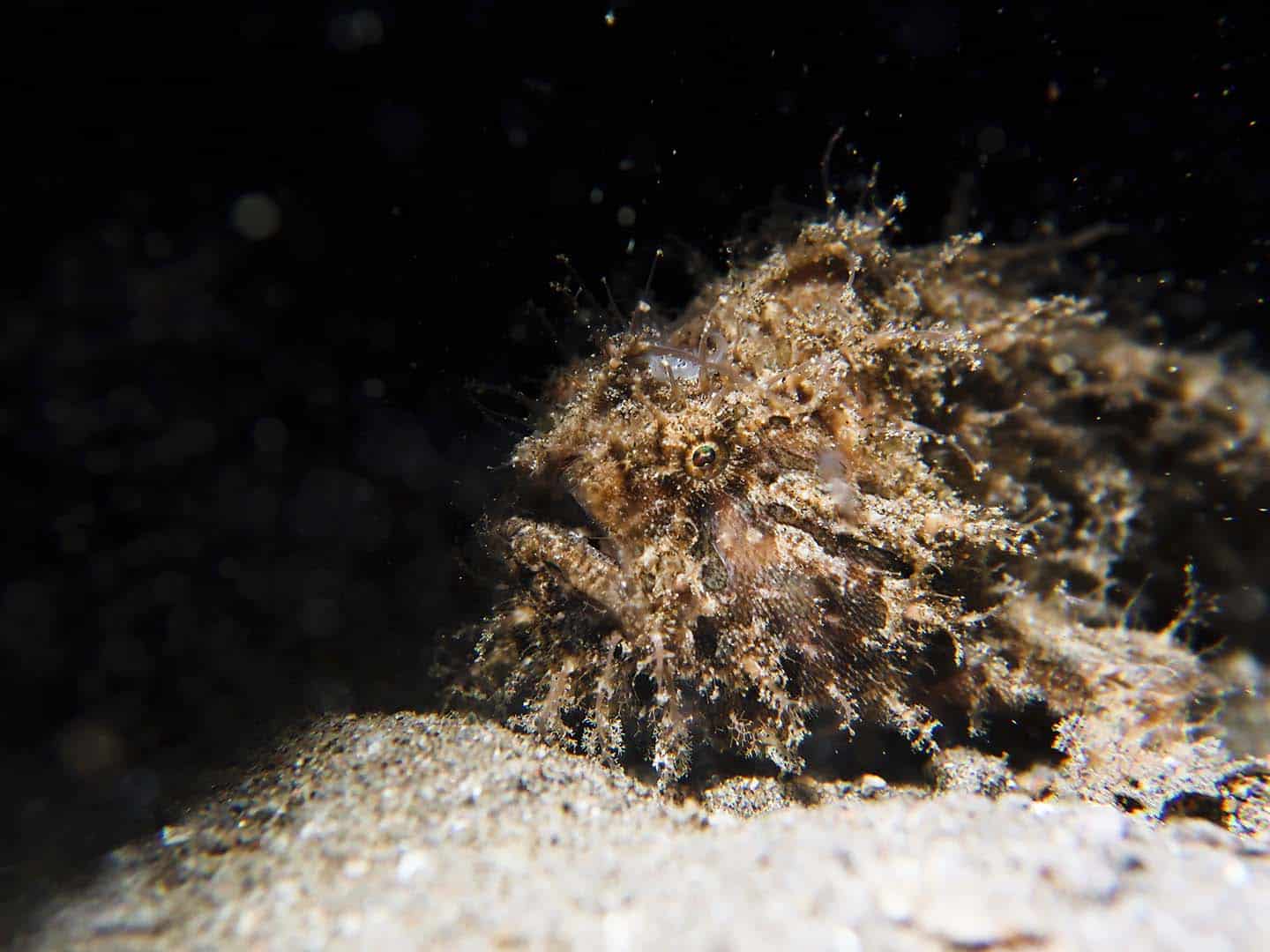 Hairy frogfish while muck scuba diving in Dauin at night