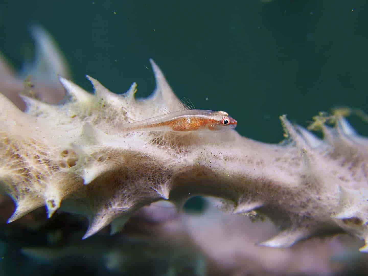 A tiny goby found while scuba diving in Dauin, Negros Oriental, Philippines