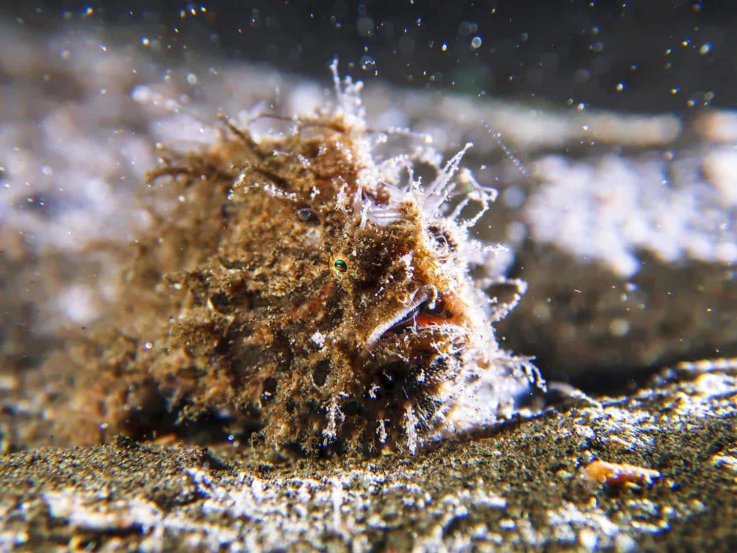 One of the amazing underwater residents of Dauin- A hairy frogfish!