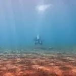 Muck Diving in Dauin