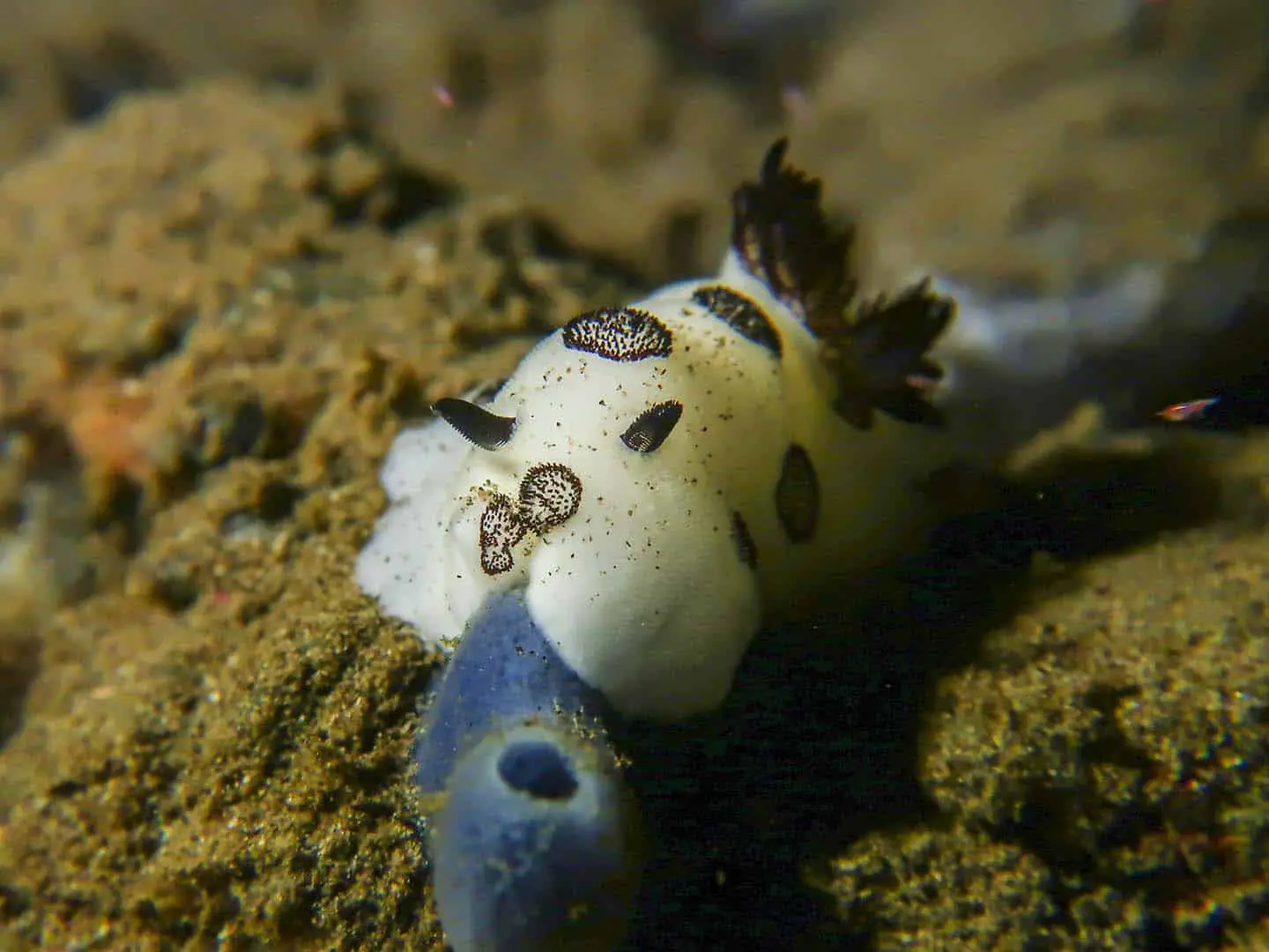 A nudibranch Jorunna funebris eating a blue sponge in Dauin