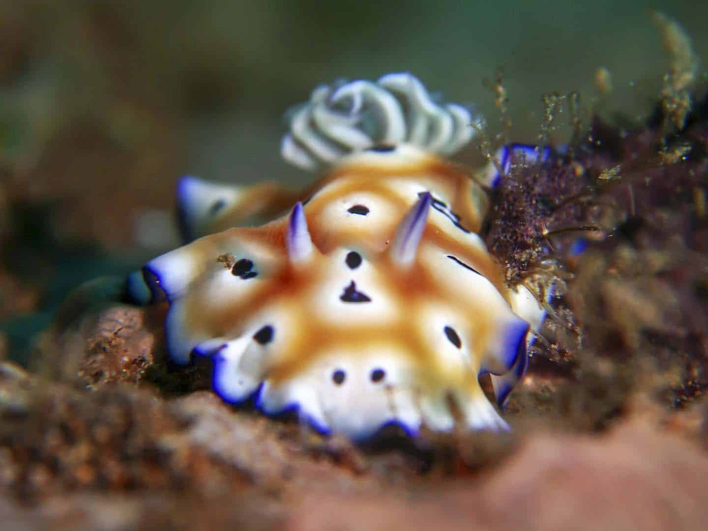 This nudibranch, Goniobranchus kuniei spotted while scuba diving in Dauin, Negros Oriental