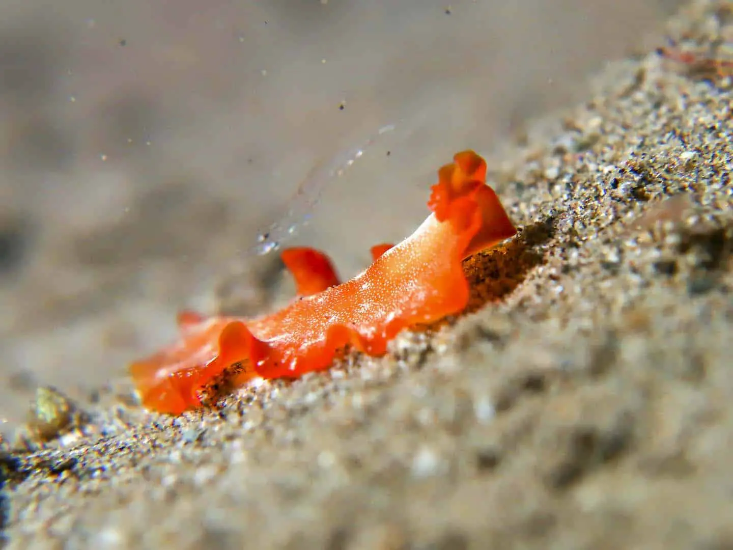 A shrimp and an orange flatworm spotted while scuba diving in Dauin