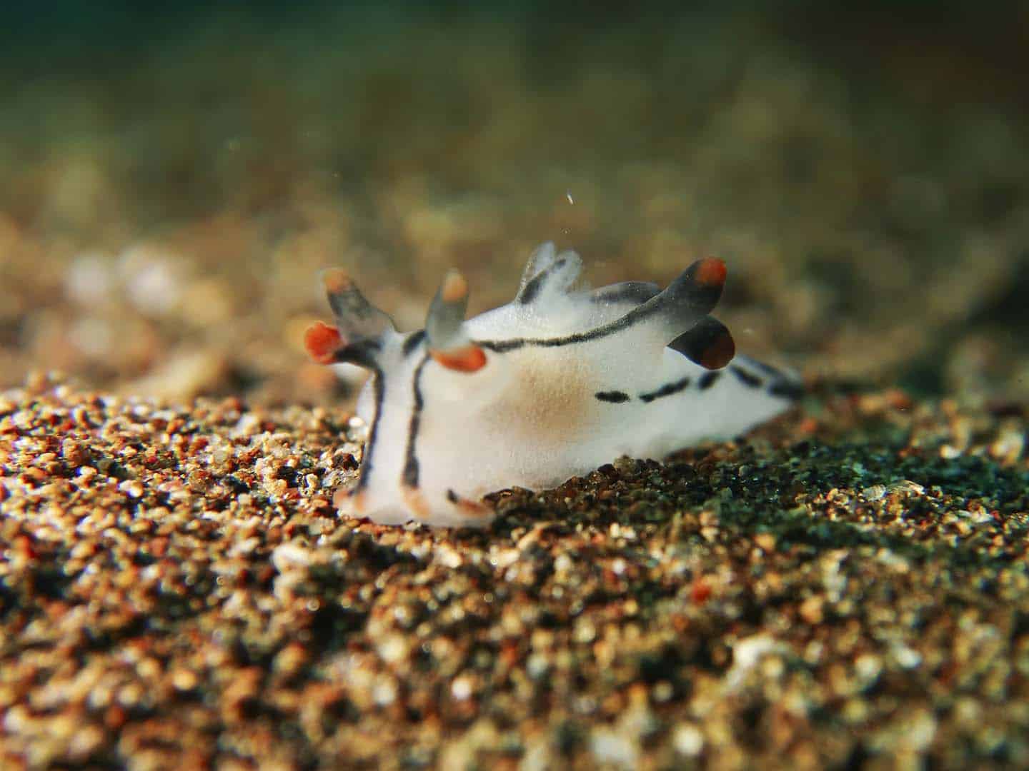 A Thecacera picta nudibranch- known to be closely related to Picachu spotted while scuba diving in Dauin