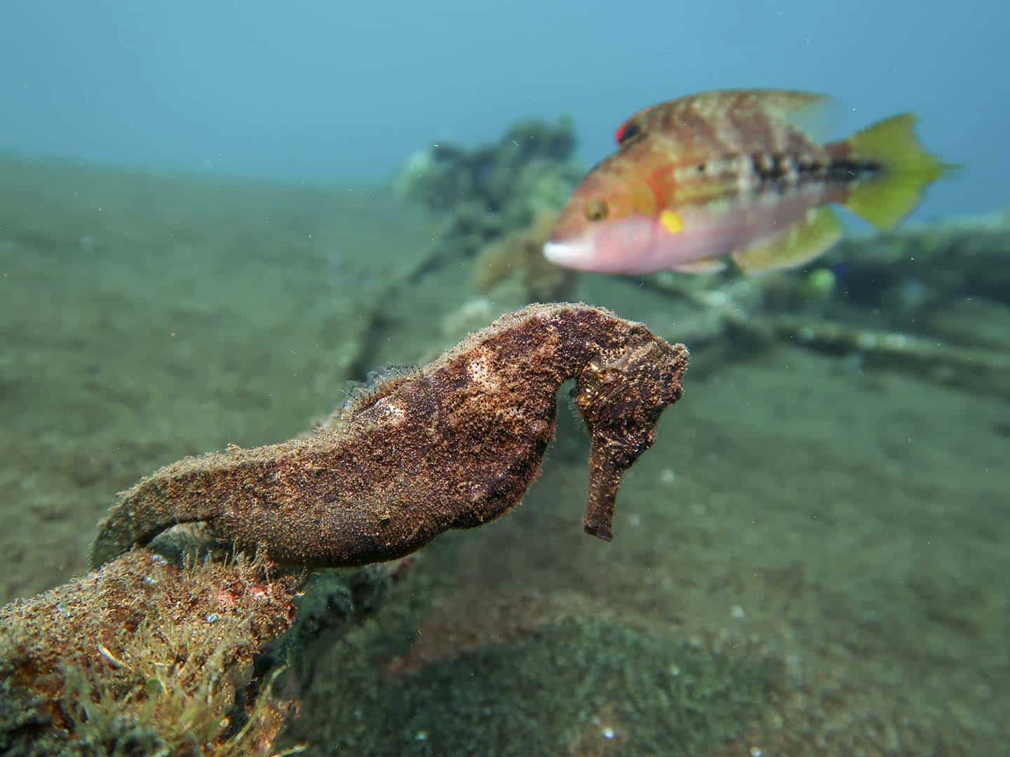 A seahorse anchoring itself on a discarded rope in Dauin