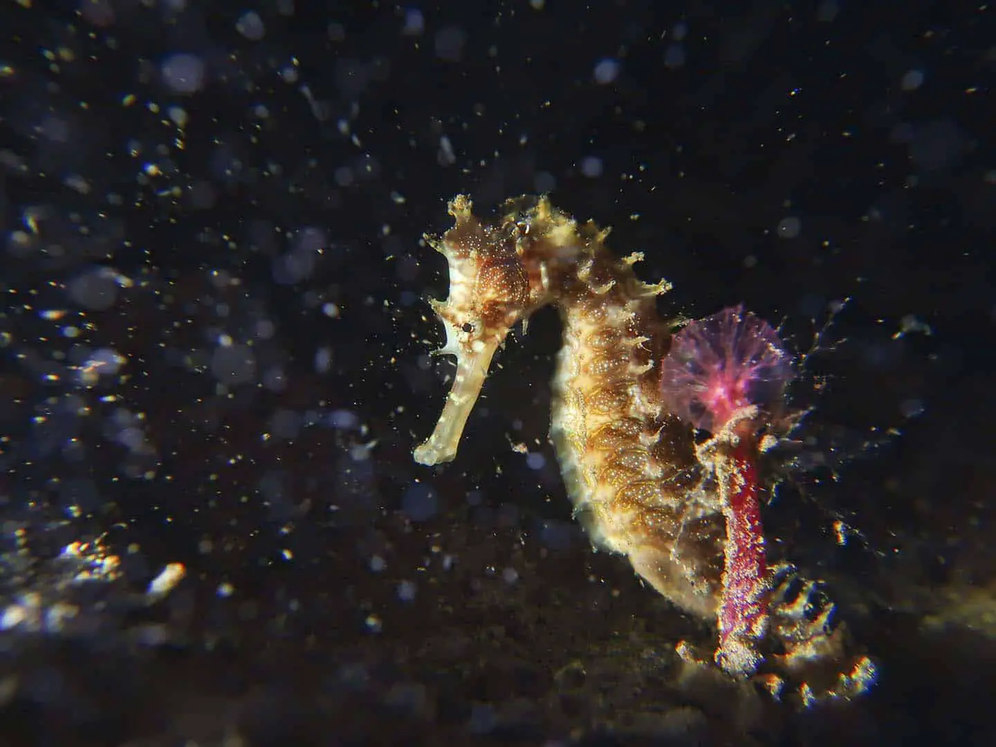 A sea horse caught in the middle of a sandstorm while scuba diving in Dauin, Negros Oriental