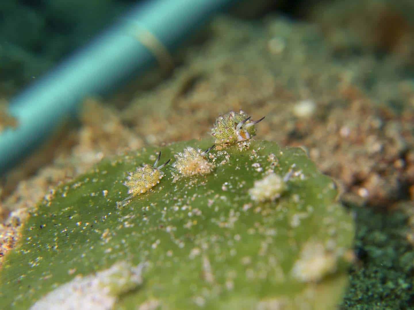 Shaun the sheep (Costasiella Sp.) found in San Miguel Dive Site in Dauin, Negros Oriental