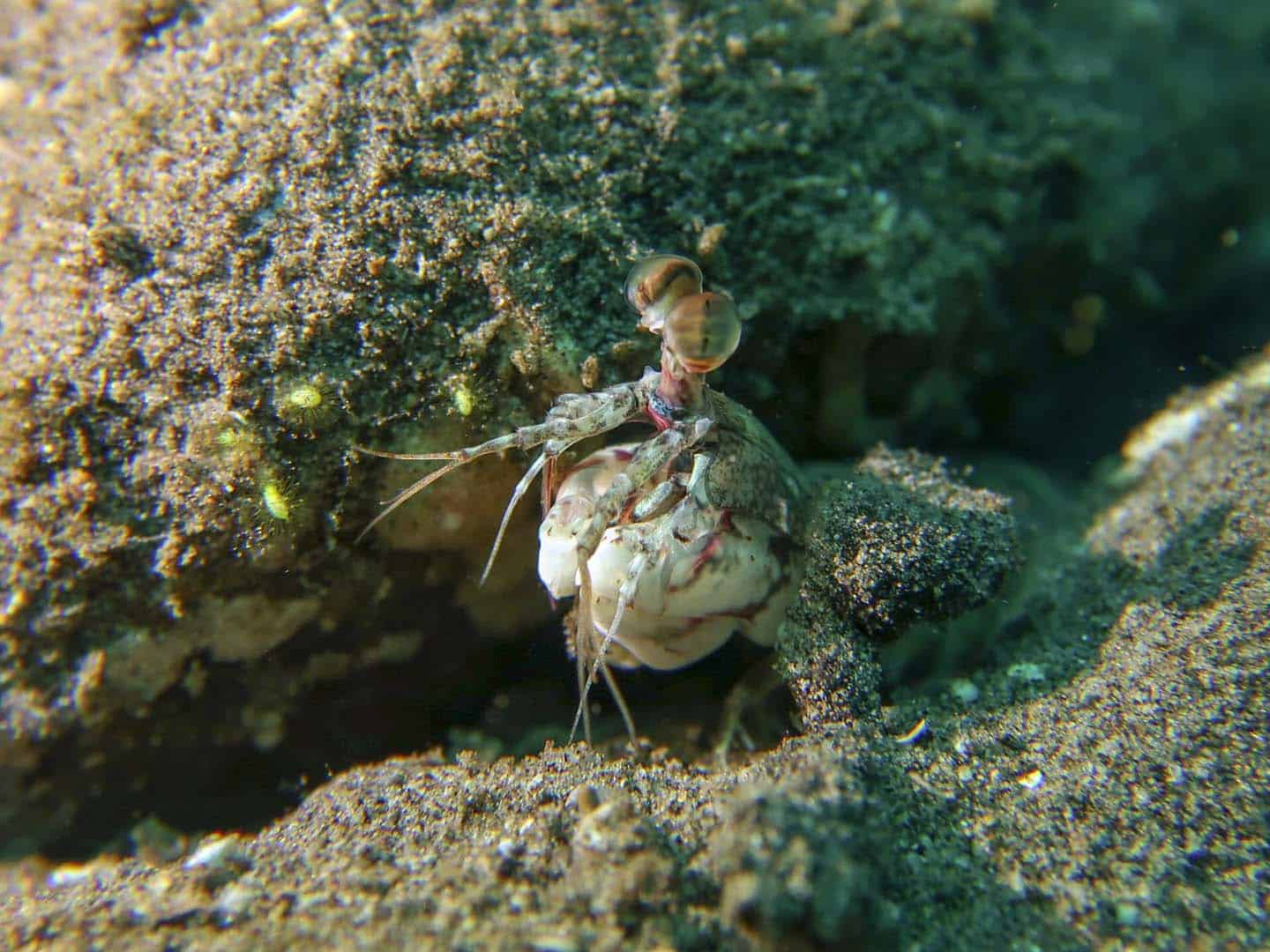 mantis shrimp while muck diving in Dauin