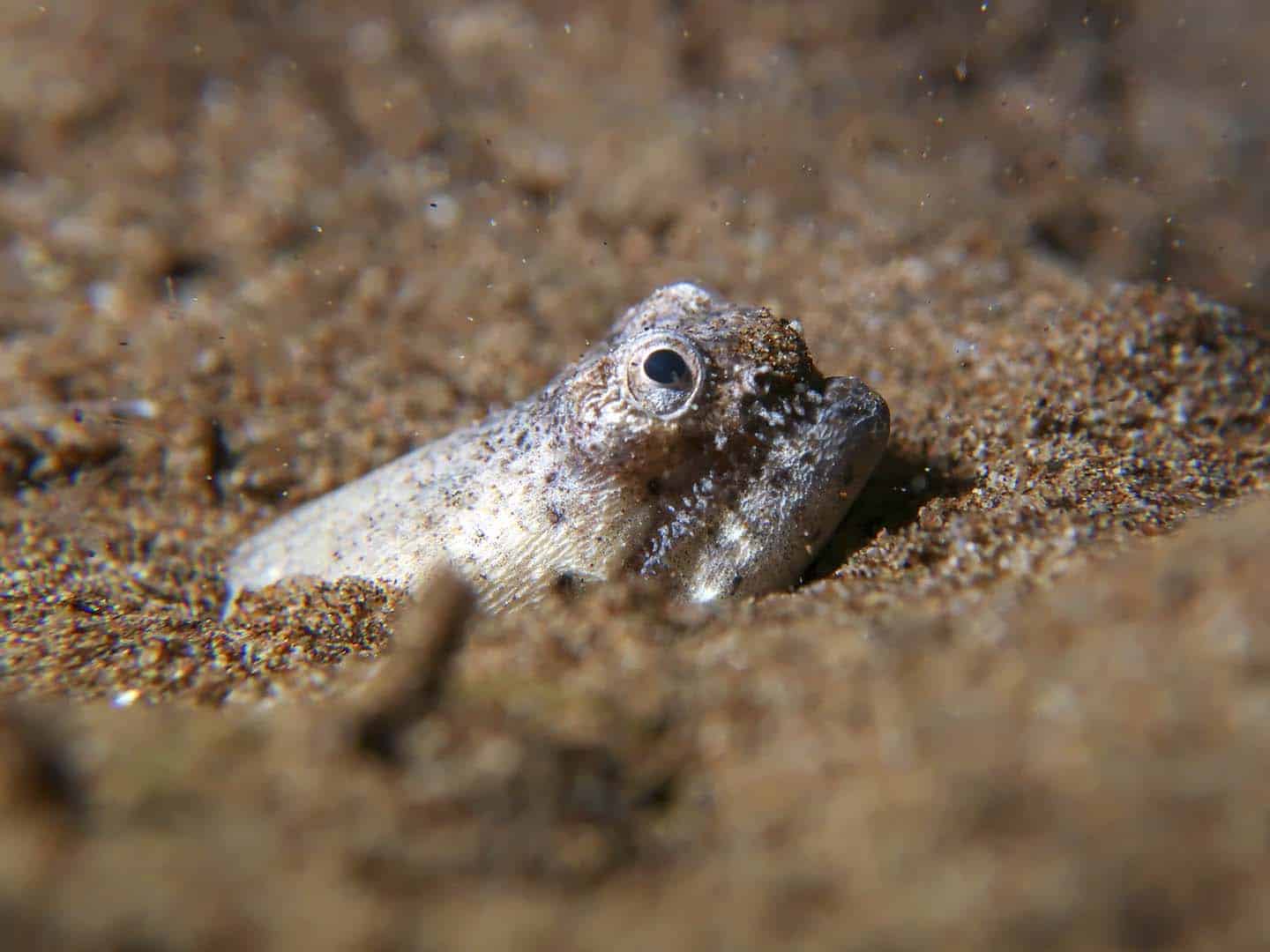 A crocodile snake eel hides under Dauin's brown sands while it waits to ambush its prey.