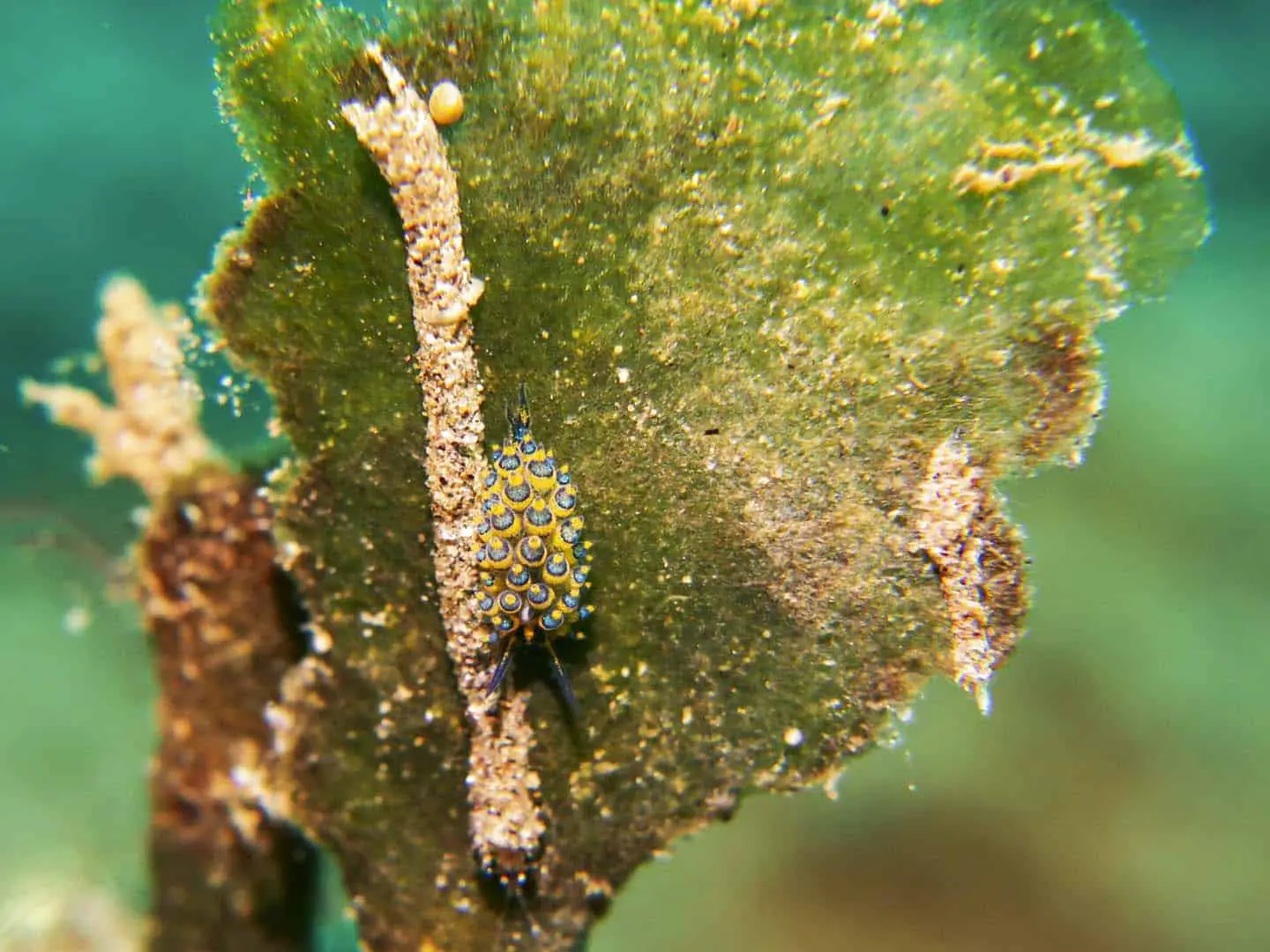 Sap-sucking sea slug- Costasiella sp. spotted while scuba diving in Dauin