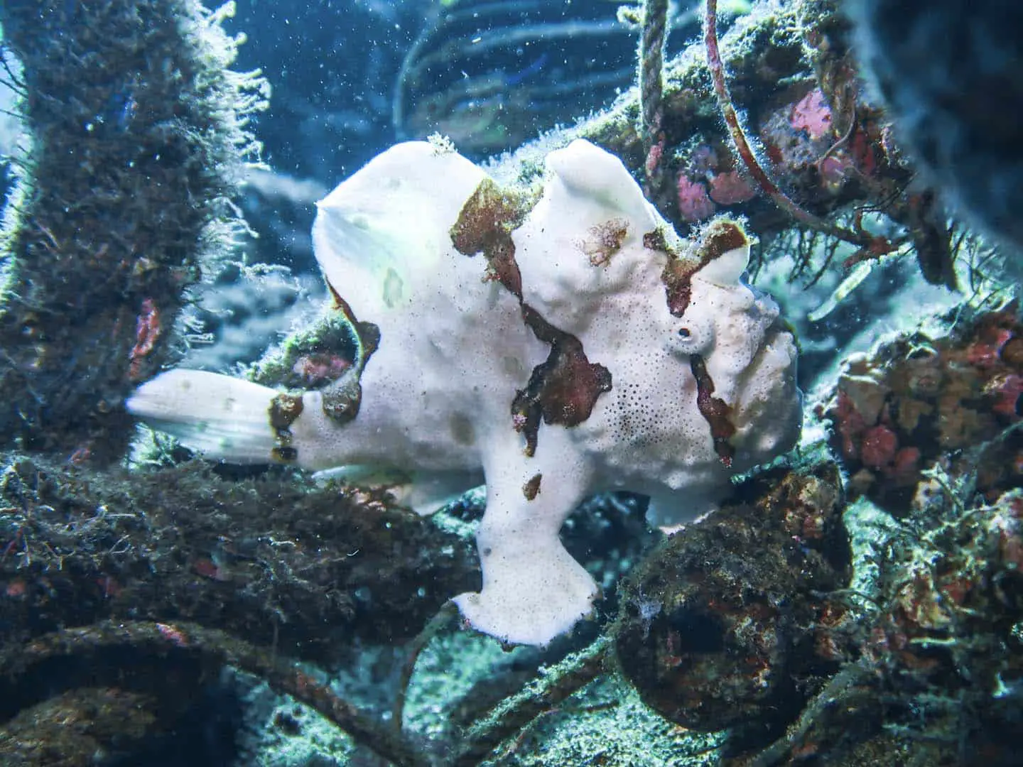 A painted frogfish hides among discarded rope scuba, spotted while muck diving in Dauin, Negros Oriental
