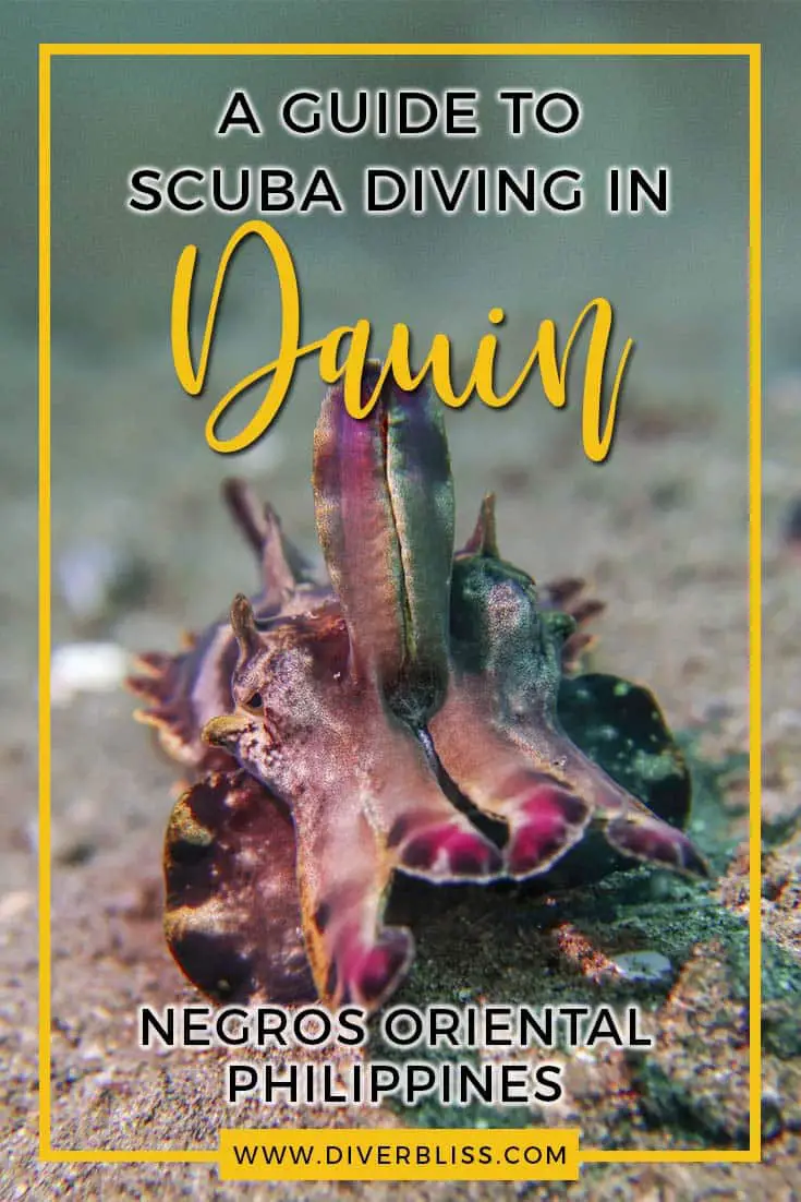 A guide to scuba diving in Dauin, Negros Oriental, Philippines