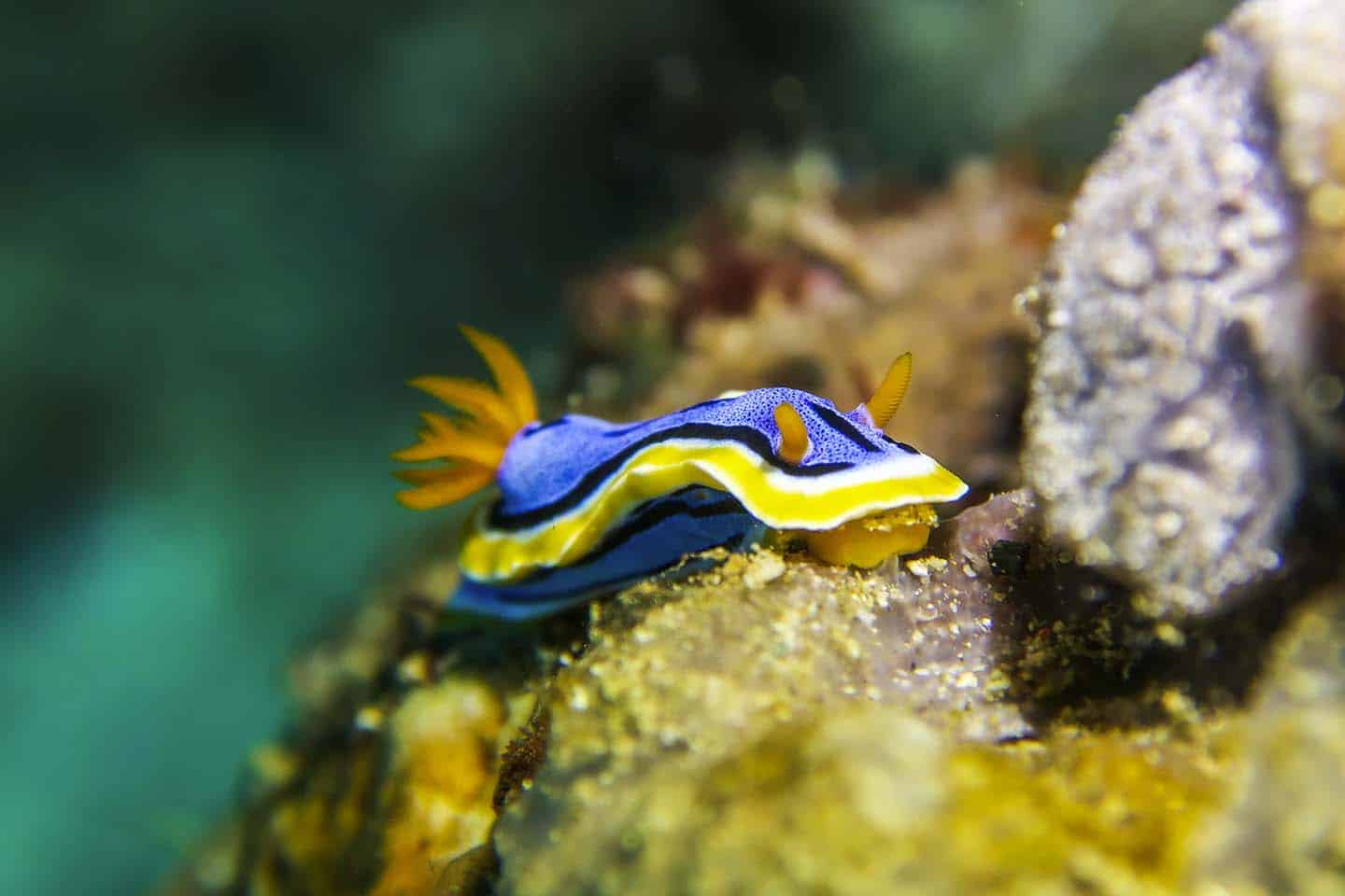 Chromodris Nudibranch in Anilao Batangas