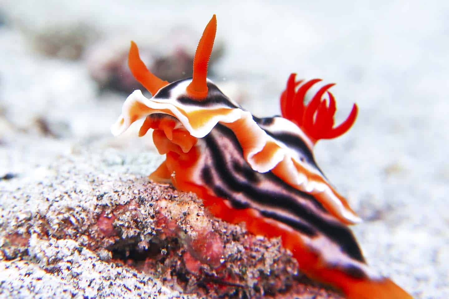 Chromodoris magnifica Nudibranch in Anilao, Batangas