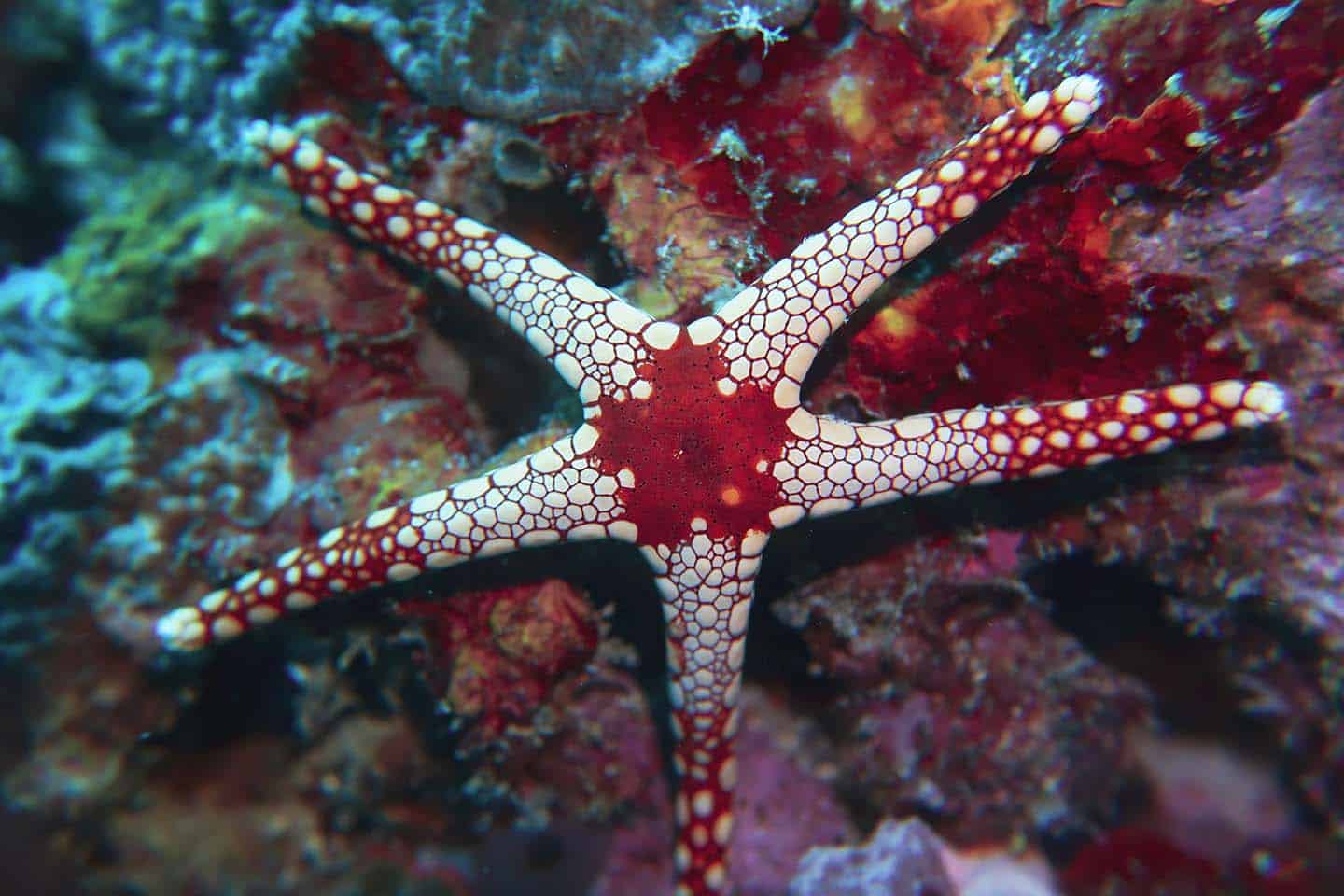 One of the many starfish species you can find in Anilao