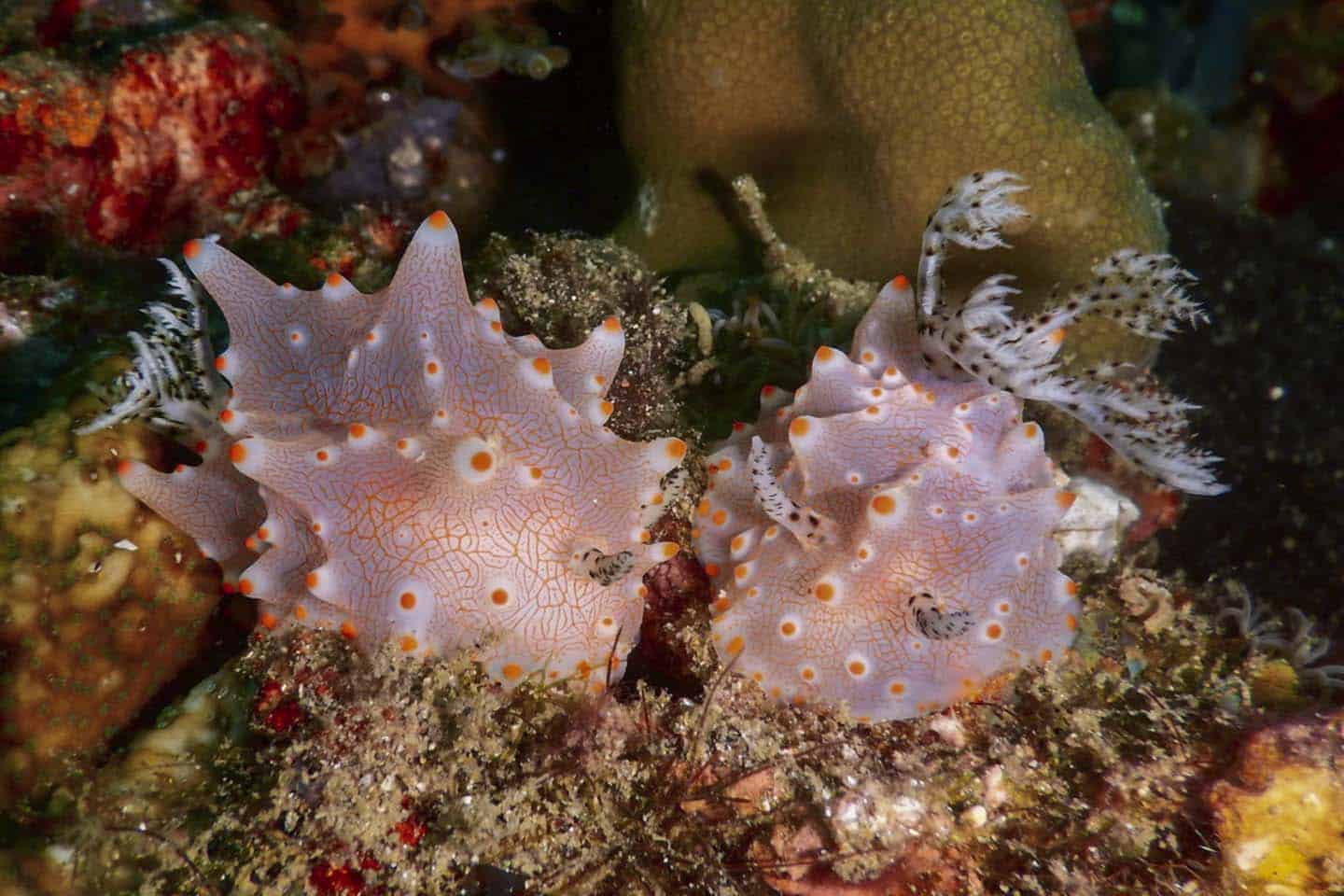 Halgerda batangas Nudibranch found while diving in Anilao, Batangas!