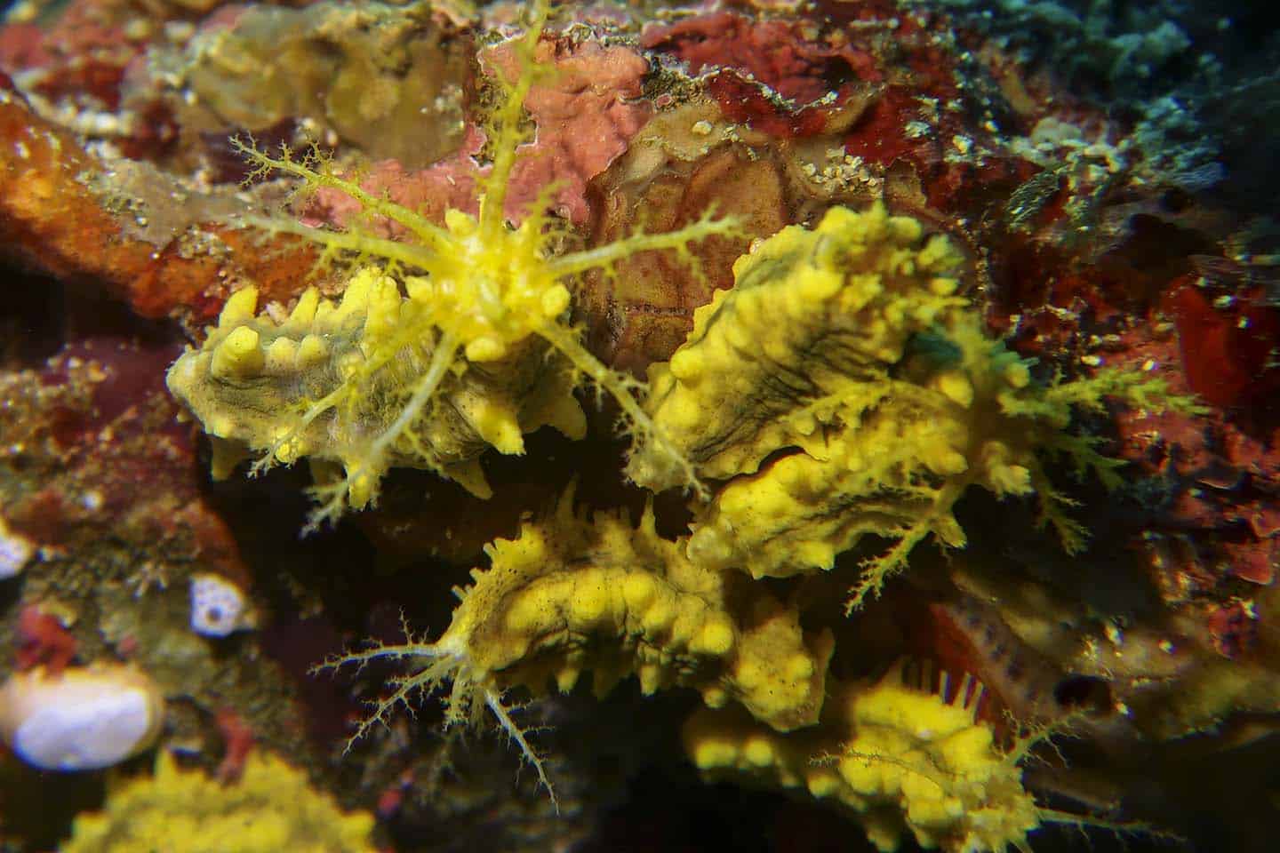 Looks like a nudibranch but its actually a yellow sea cucumber (Colochirus robustus)